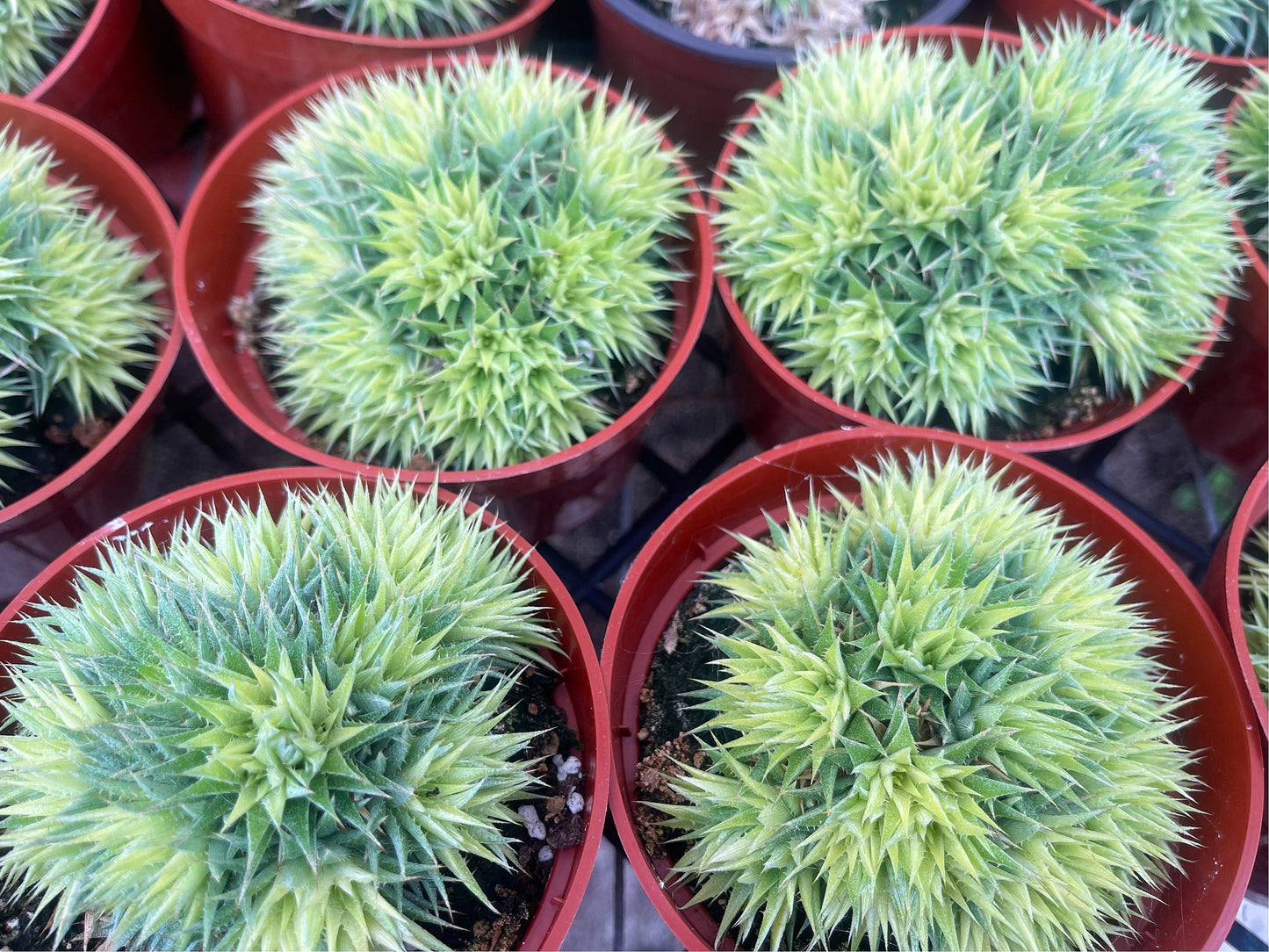 Deuterocohnia Brevifolia | Live Plant