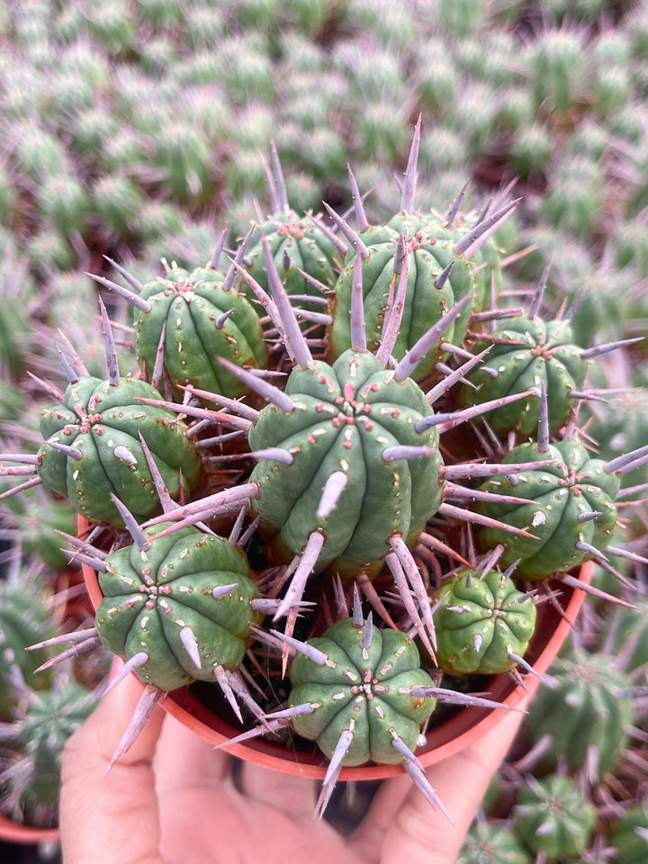 Euphorbia Ferox | Live cactus | Live Plant