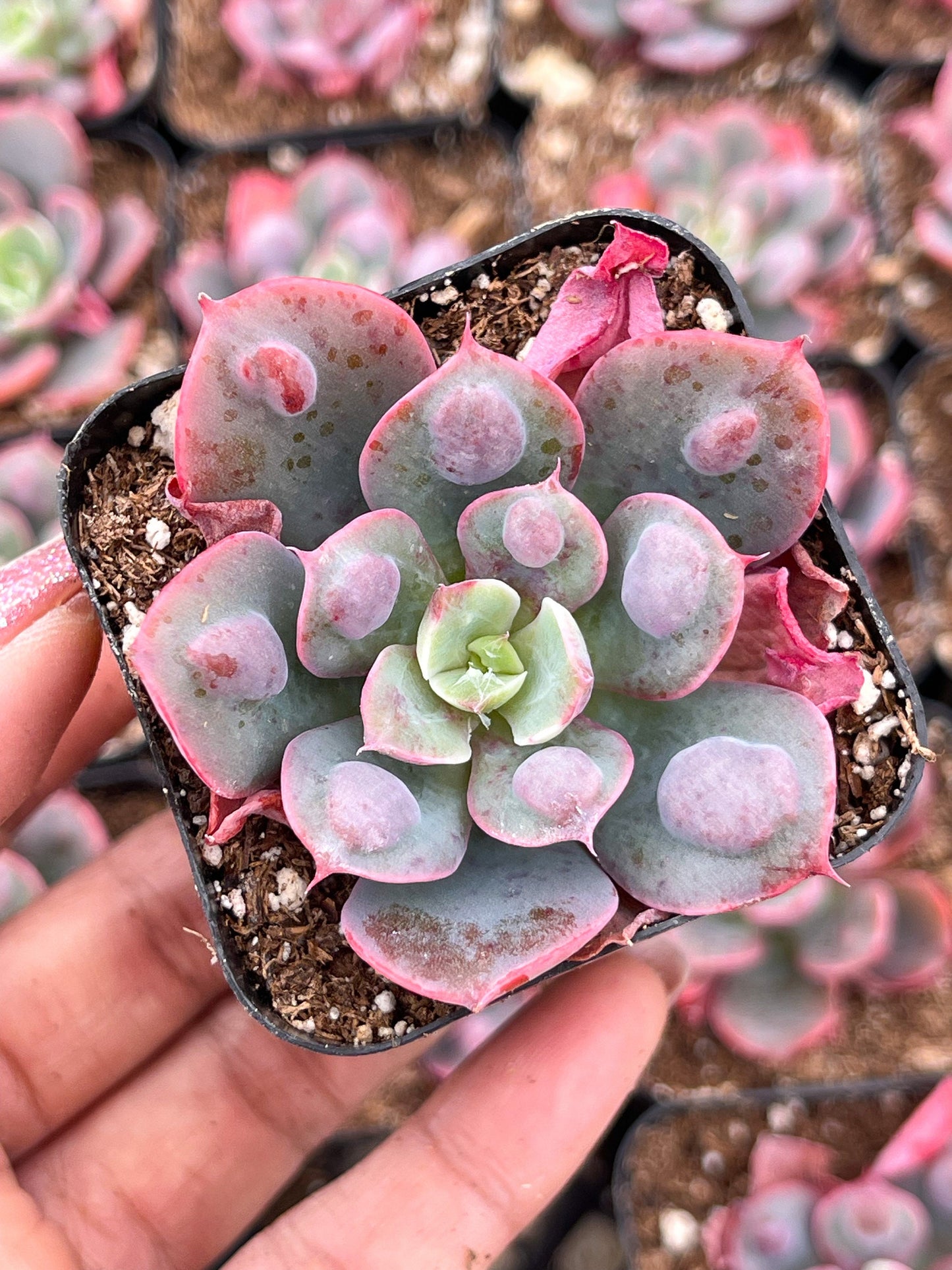 Echeveria Raindrops | Echeveria succulent | Live Plant