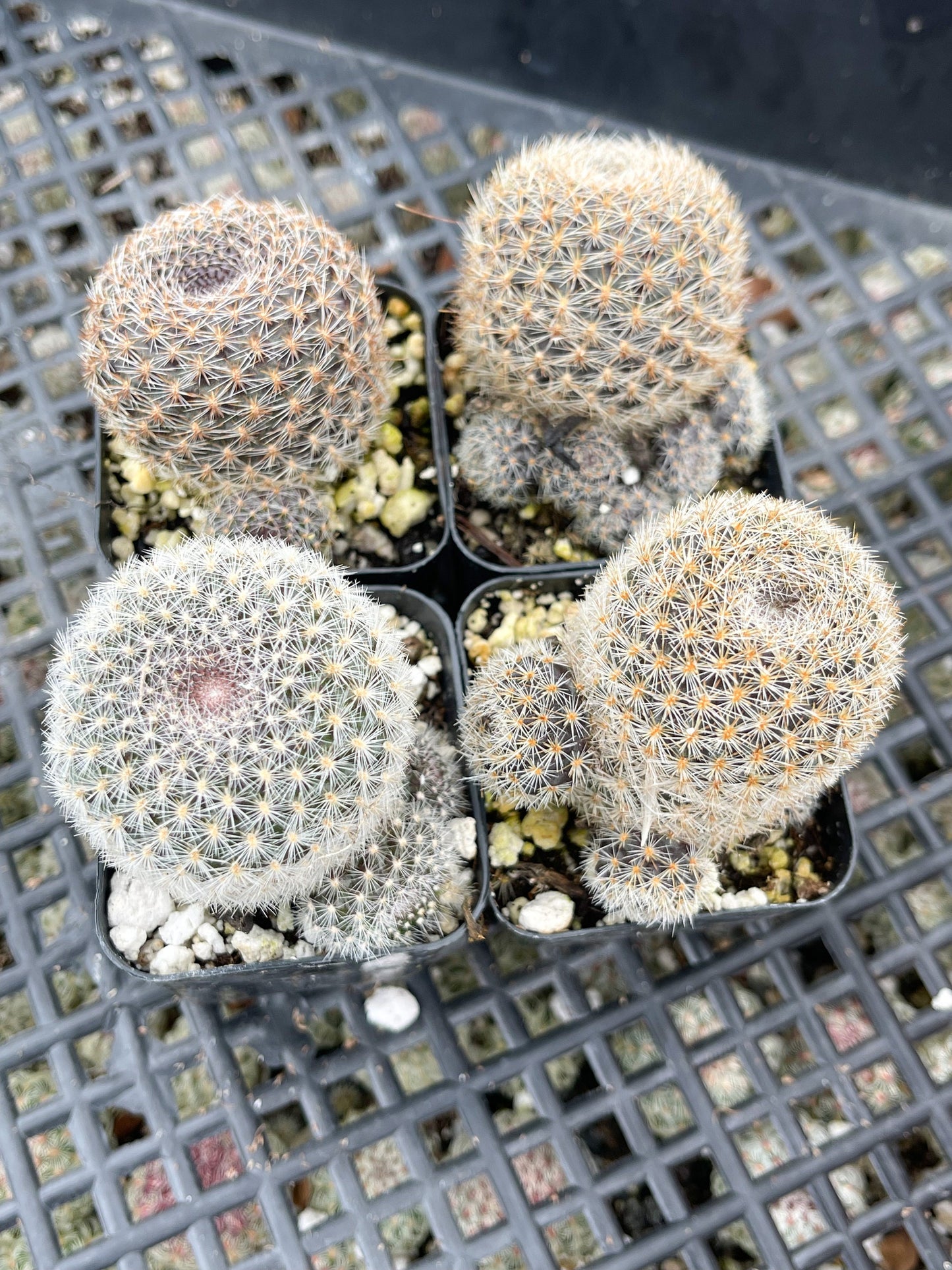 3.5”Rebutia Narvaecensis | Live Cactus