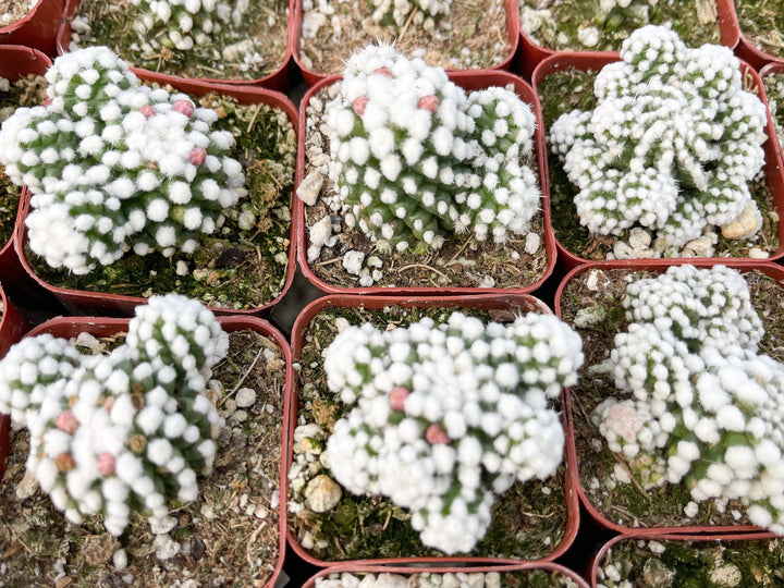 Mammillaria Gracilis Cv. Caterpillar | Rare Cactus