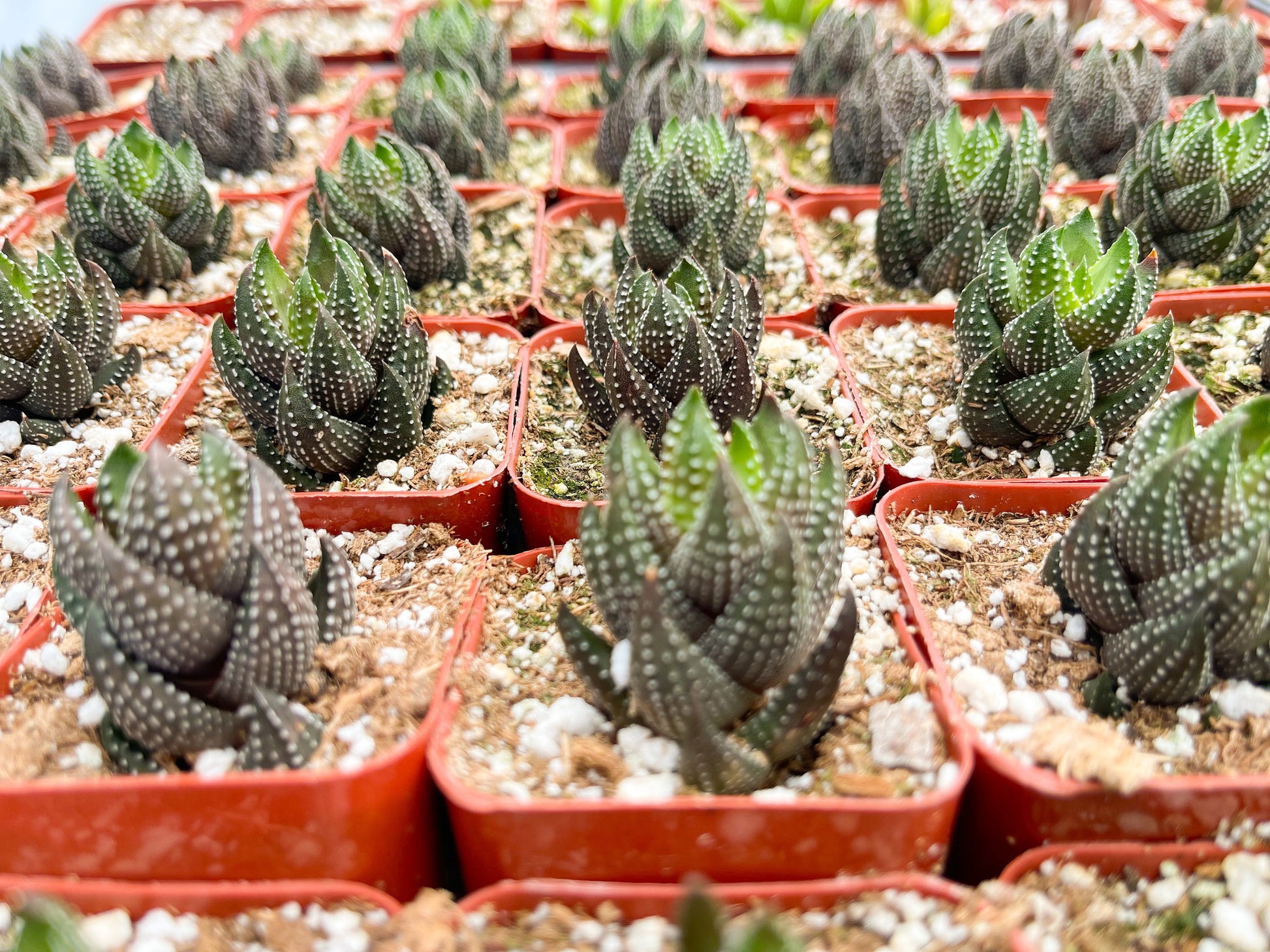 Harworthia Coarctata | Live Succulent | Live Plant