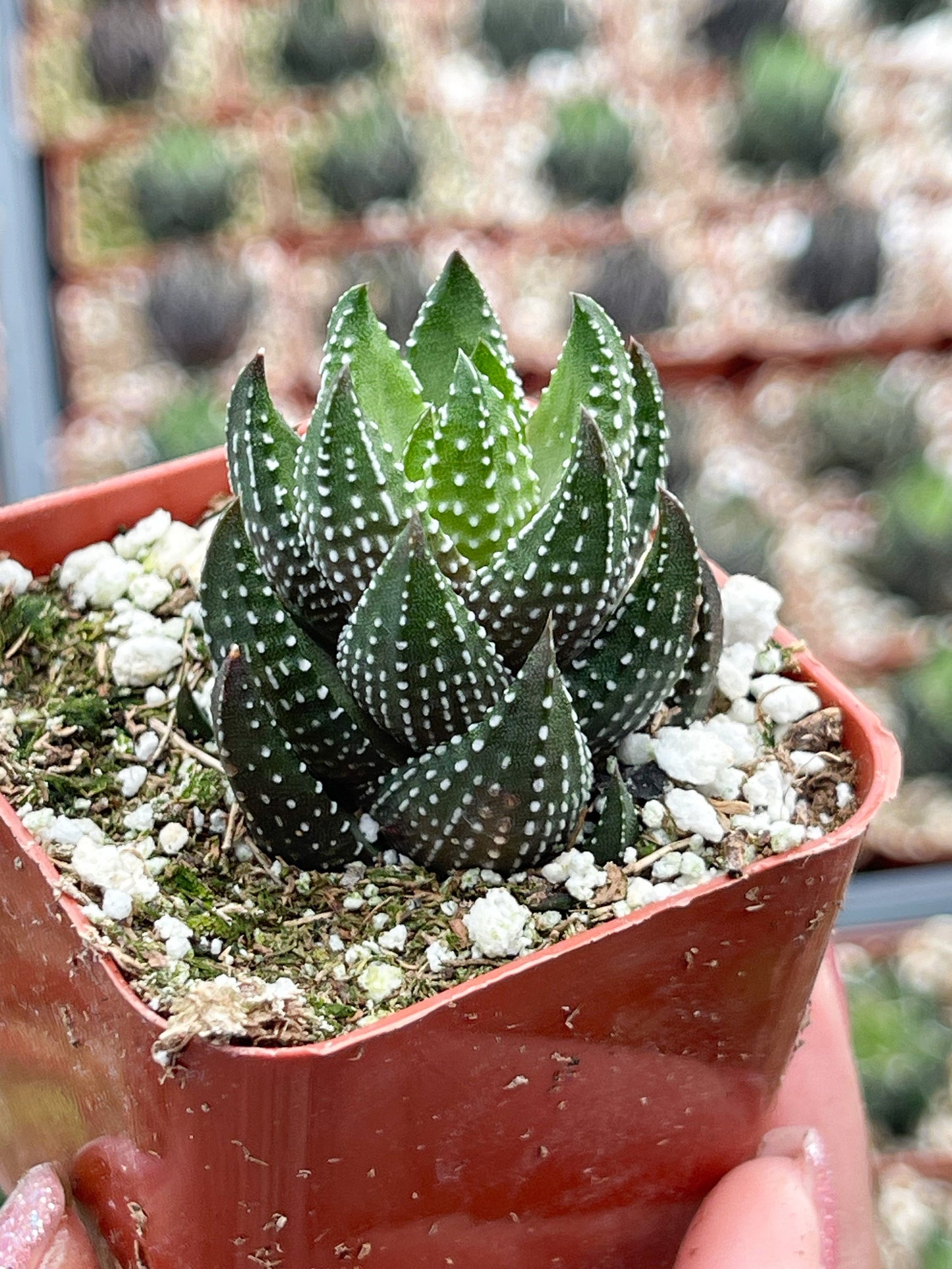 Harworthia Coarctata | Live Succulent | Live Plant