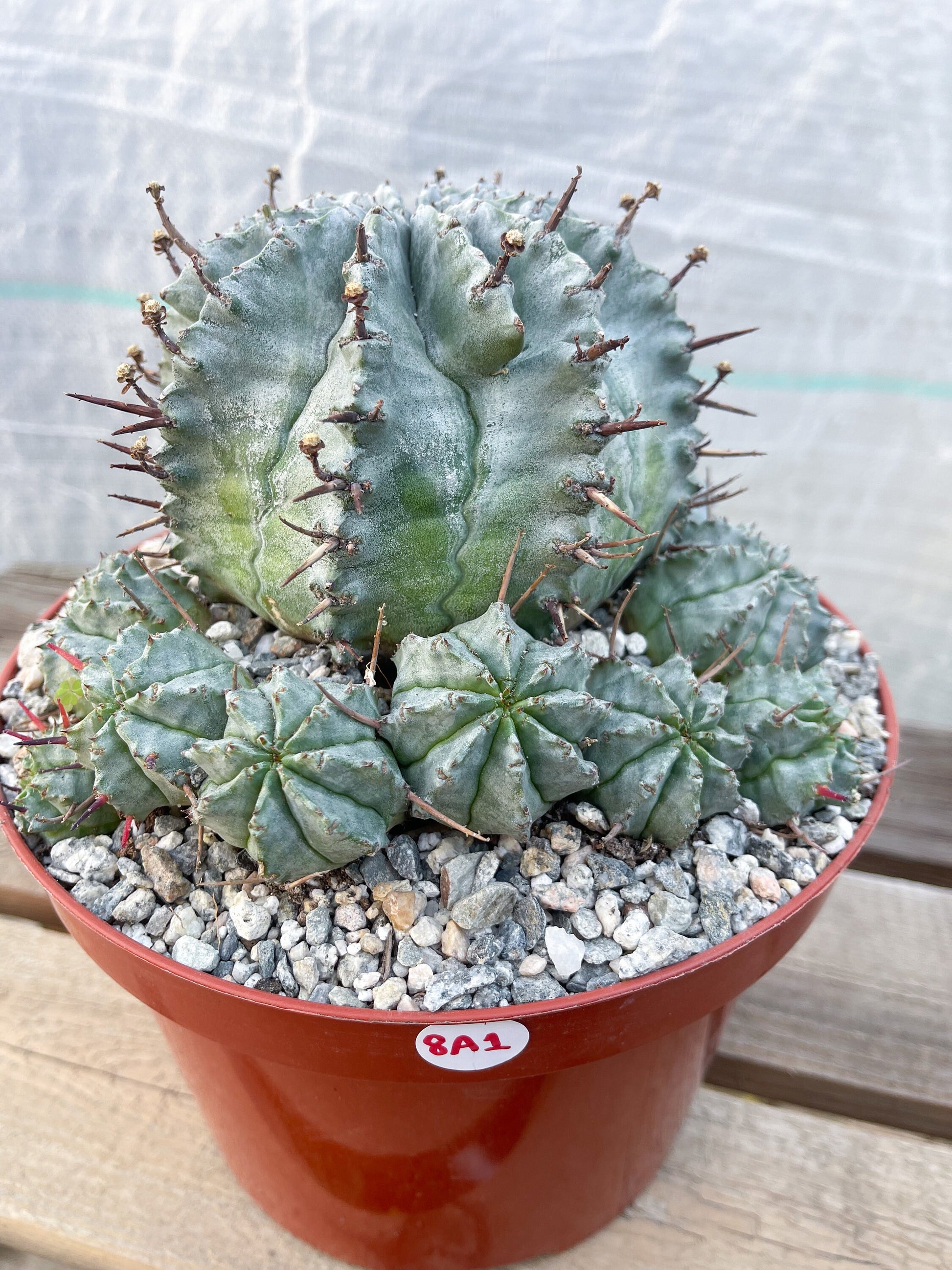 Large Euphobia Horrida | Rare Cactus | Live Plant