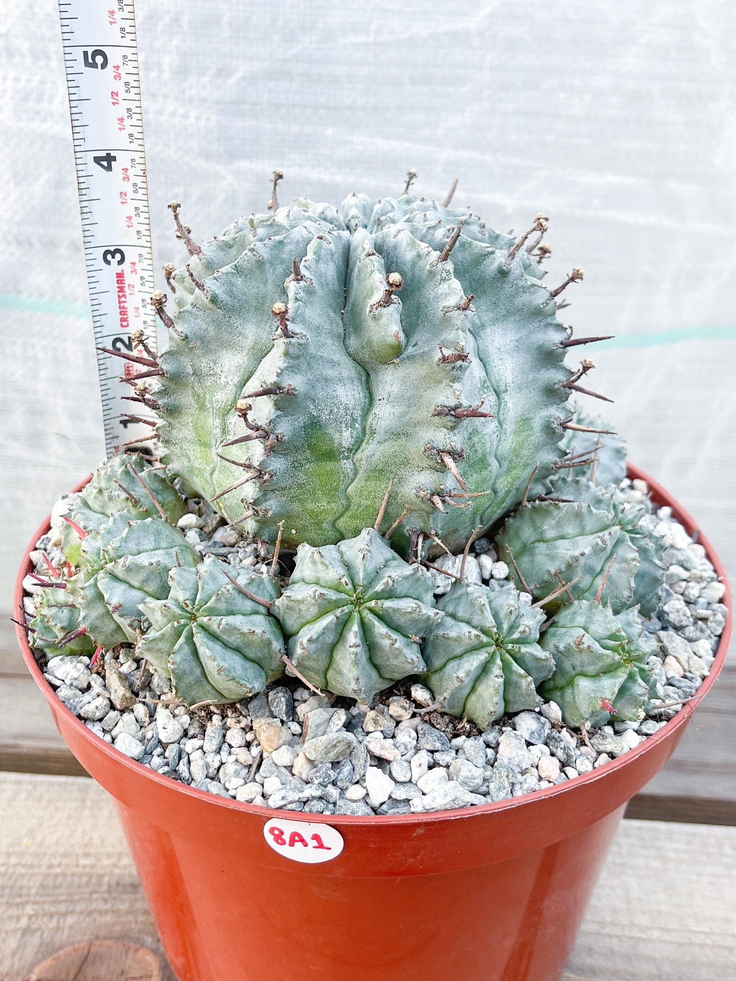 Large Euphobia Horrida | Rare Cactus | Live Plant