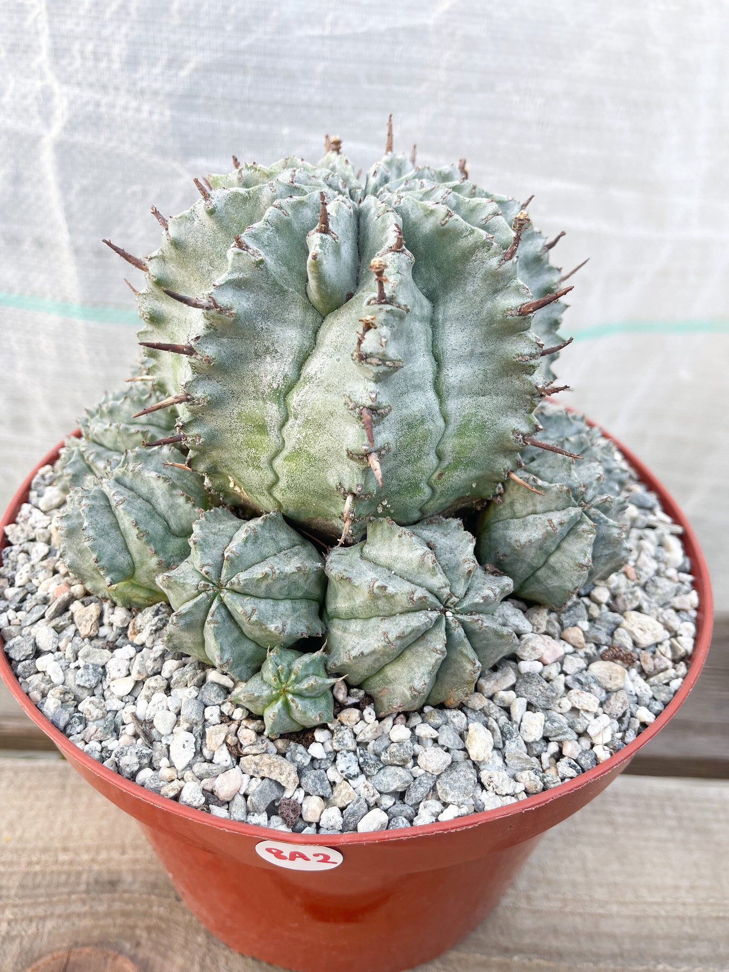 Large Euphobia Horrida | Rare Cactus | Live Plant