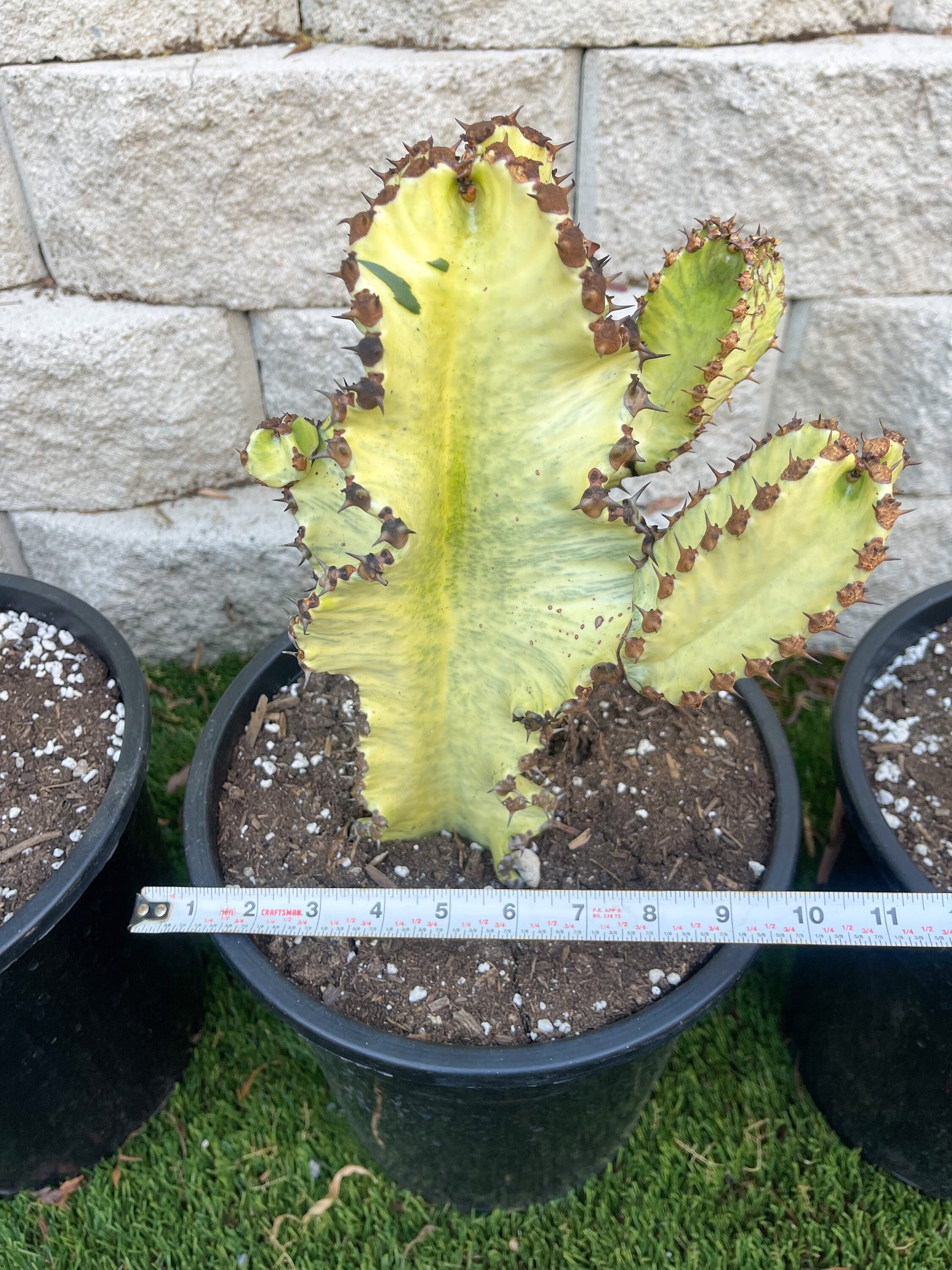 Large Euphobia Ammak with arms | African Candelabra Euphorbia | Live Cactus