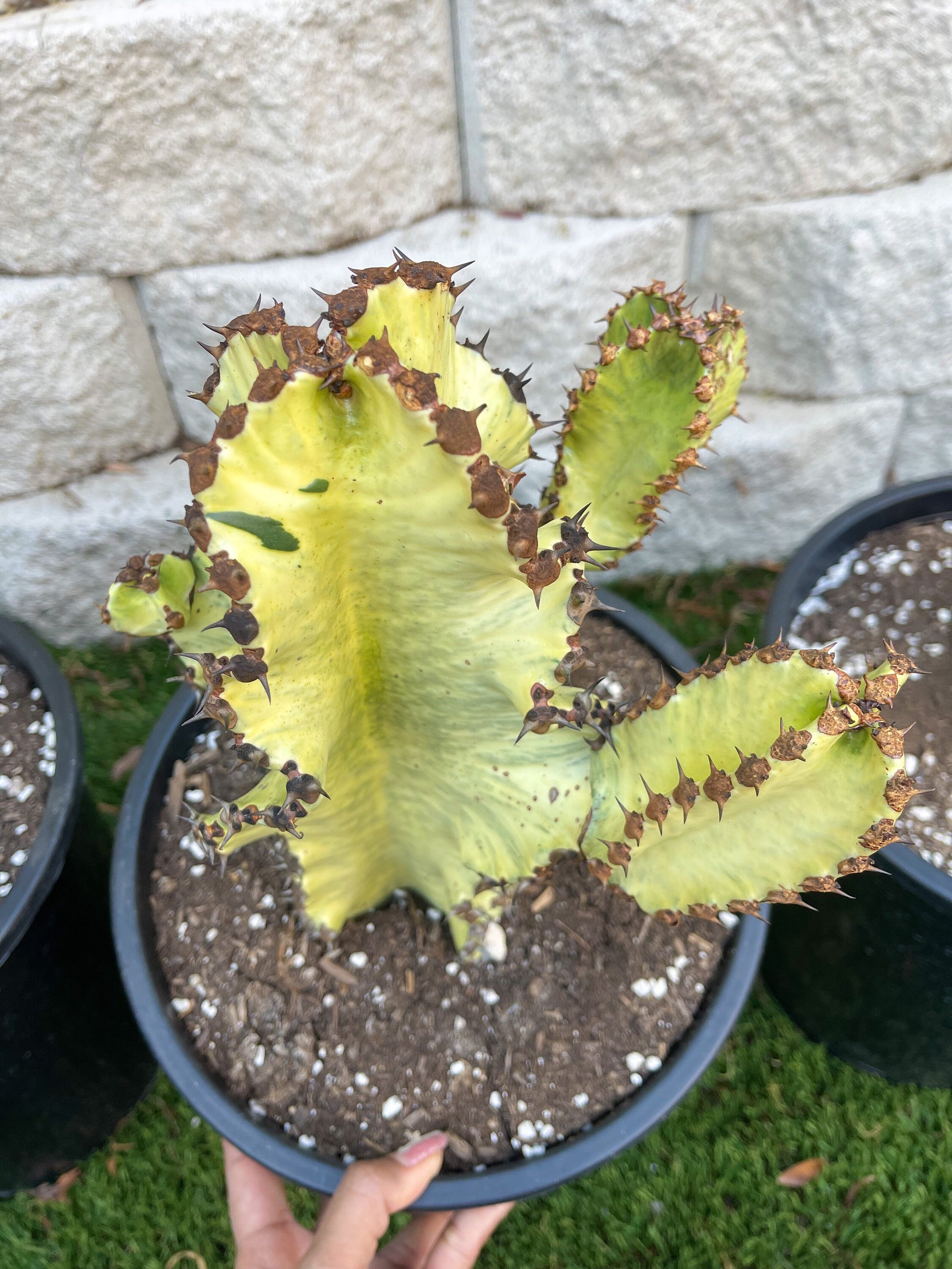 Large Euphobia Ammak with arms | African Candelabra Euphorbia | Live Cactus