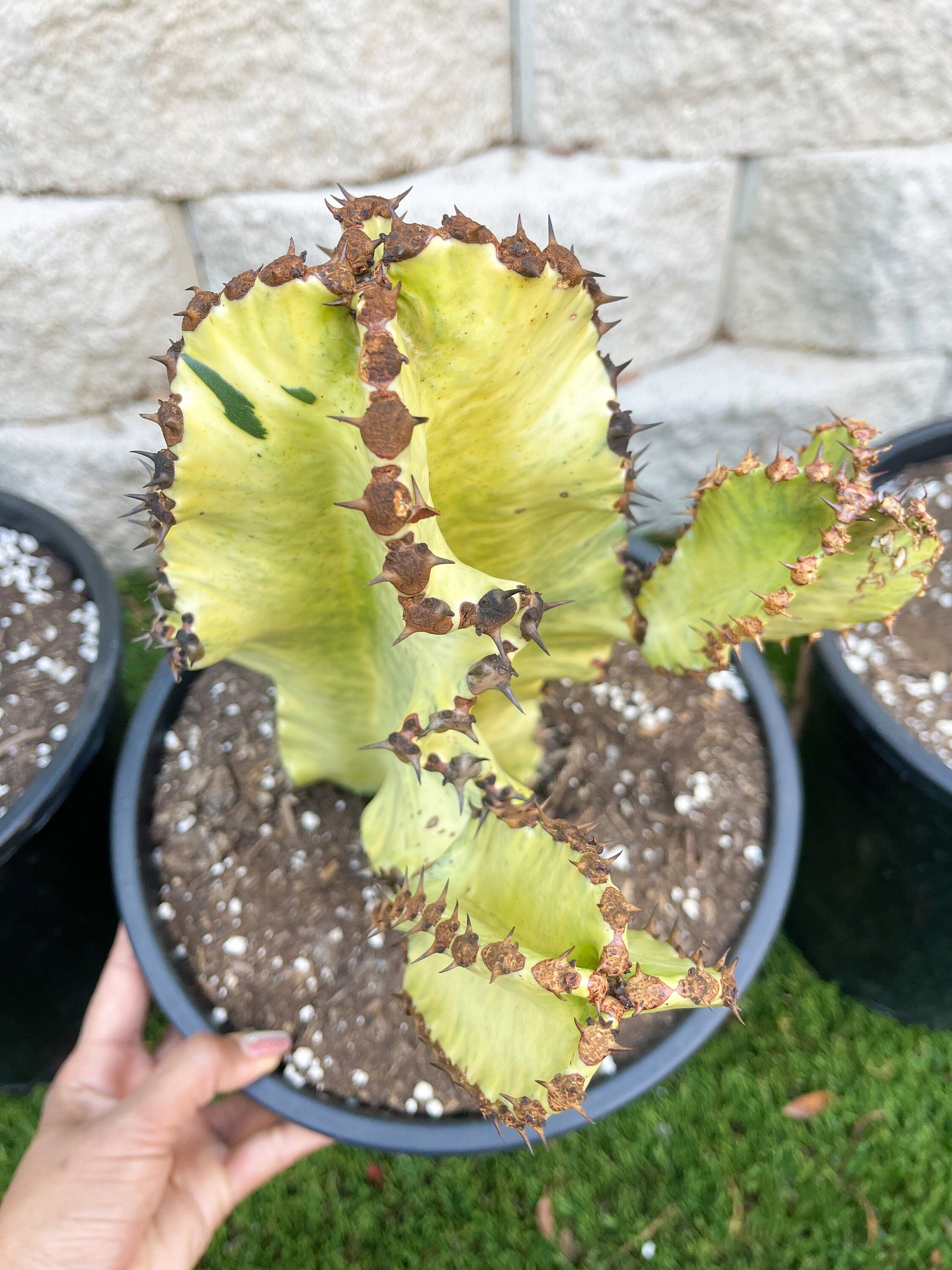 Large Euphobia Ammak with arms | African Candelabra Euphorbia | Live Cactus