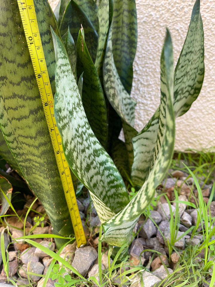 Sanseveria Trifasciata | Live House Plant