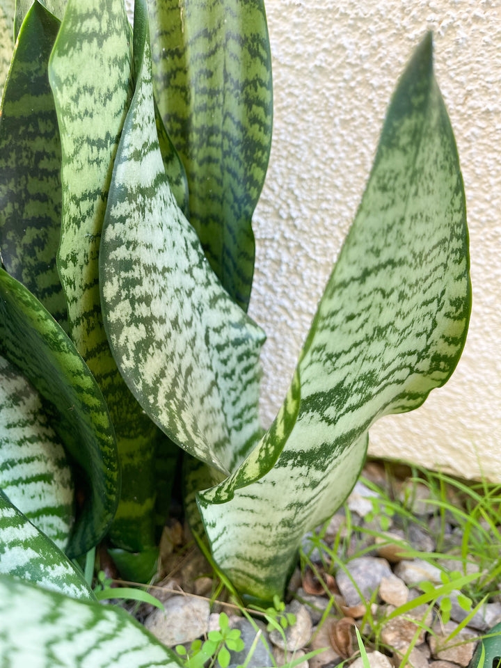 Sanseveria Trifasciata | Live House Plant