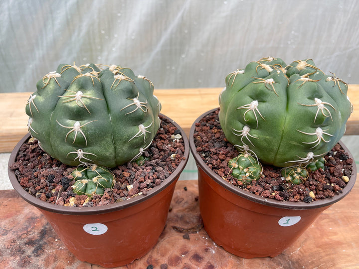 Gymnocalycium denudatum var. brasiliense | Rare Cactus