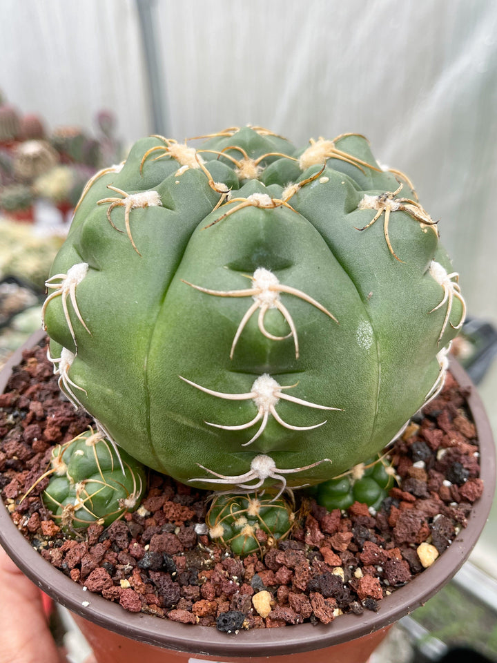 Gymnocalycium denudatum var. brasiliense | Rare Cactus