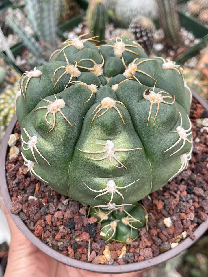 Gymnocalycium denudatum var. brasiliense | Rare Cactus