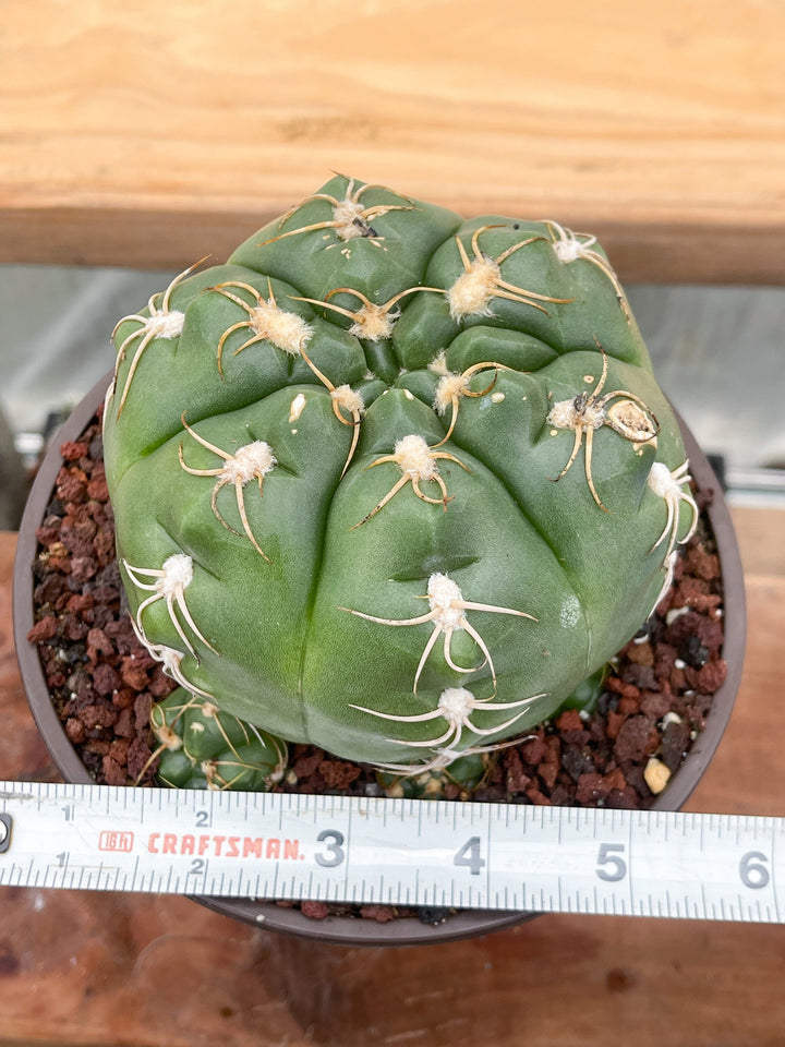 Gymnocalycium denudatum var. brasiliense | Rare Cactus