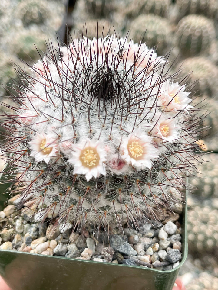 3.5” Mammilliaria Ritteriana | Live Plant