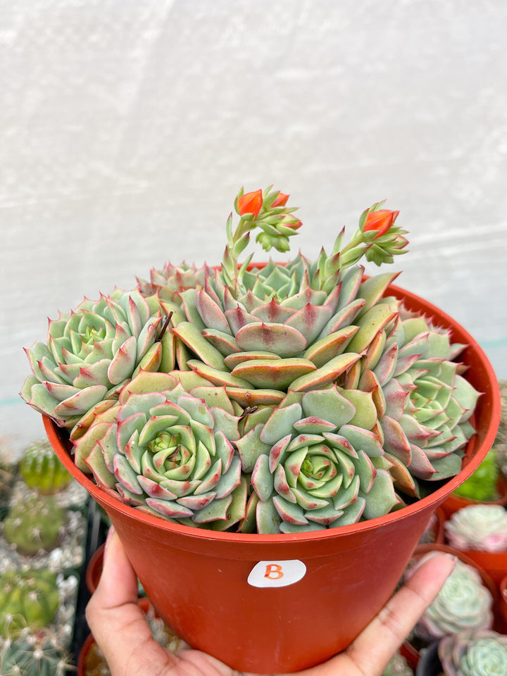 6” Echeveria Ramillete | Live Rooted Succulent | Rare Succulent