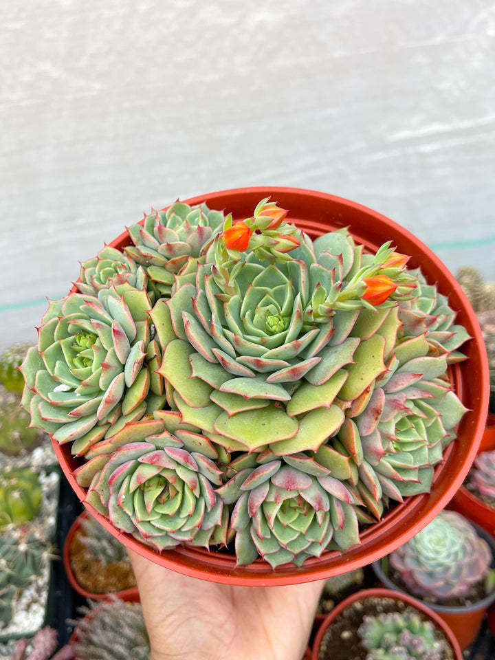 6” Echeveria Ramillete | Live Rooted Succulent | Rare Succulent