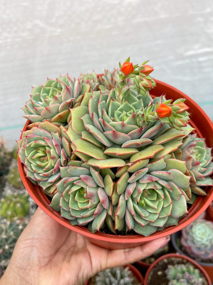 6” Echeveria Ramillete | Live Rooted Succulent | Rare Succulent