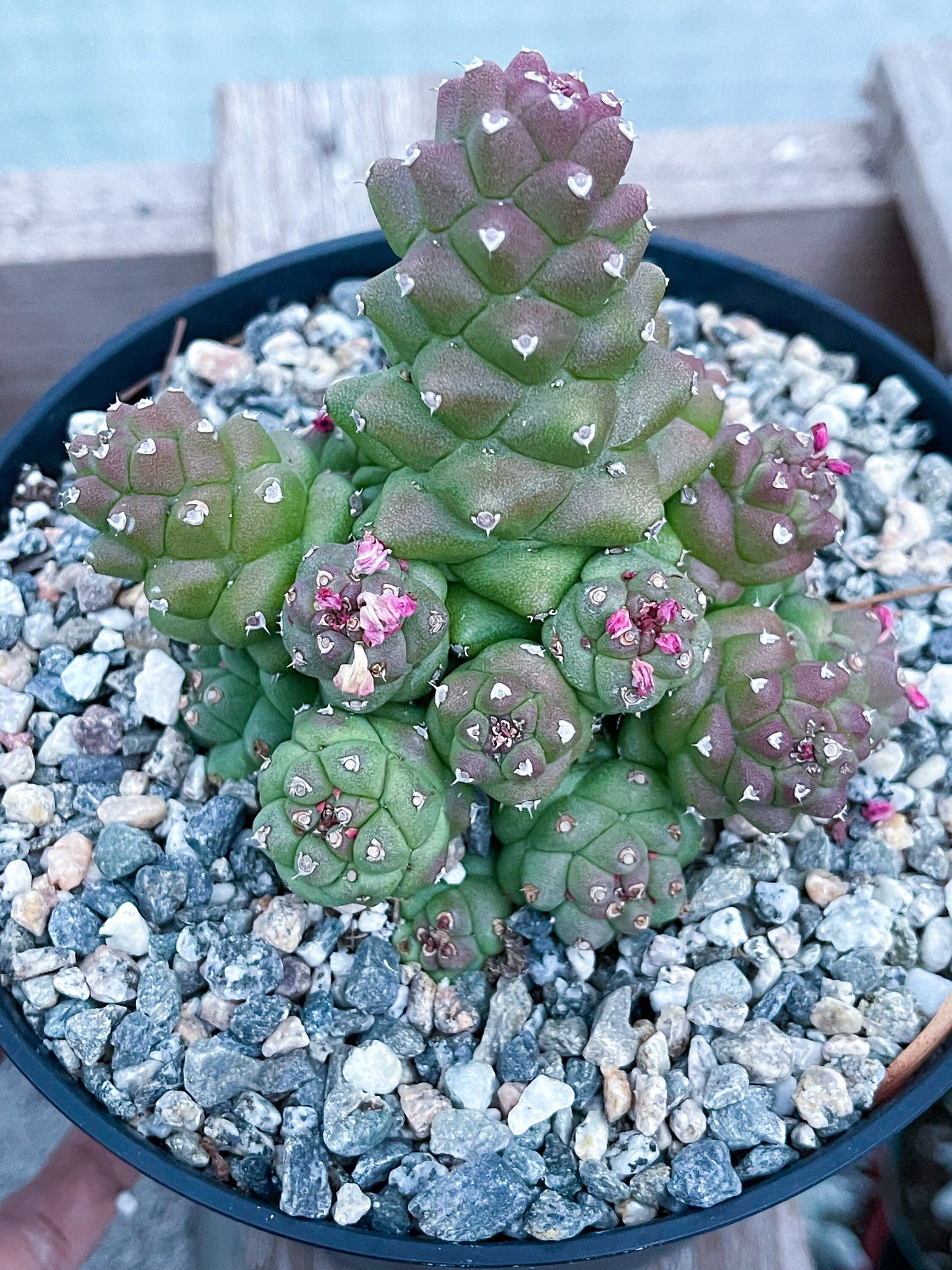 Monadenium Ritchei | Rare Item | Live Succulent