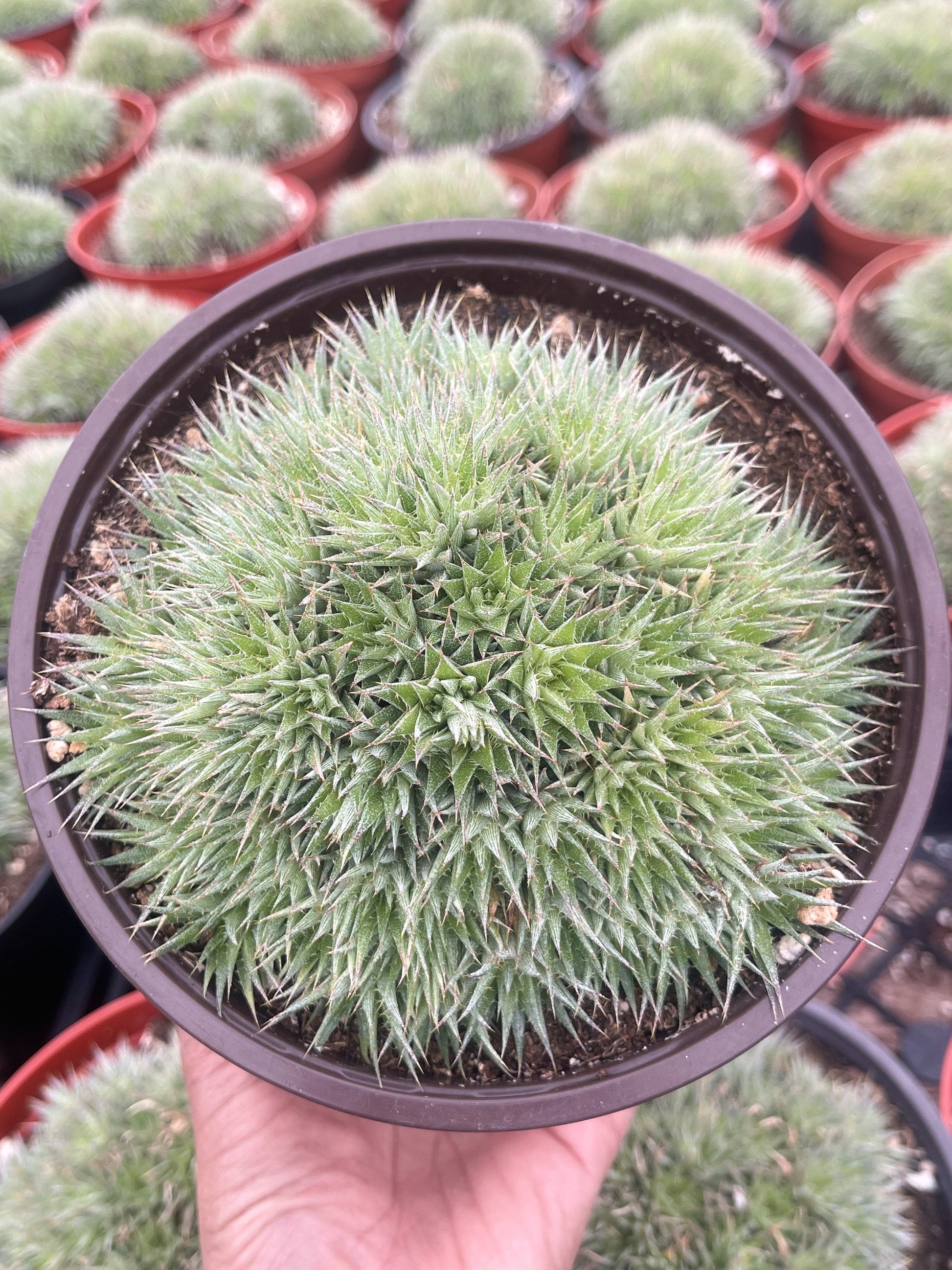 Deuterocohnia Brevifolia | Live Plant