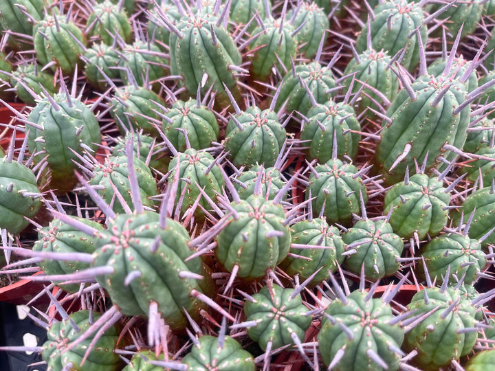 Euphorbia Ferox | Live cactus | Live Plant