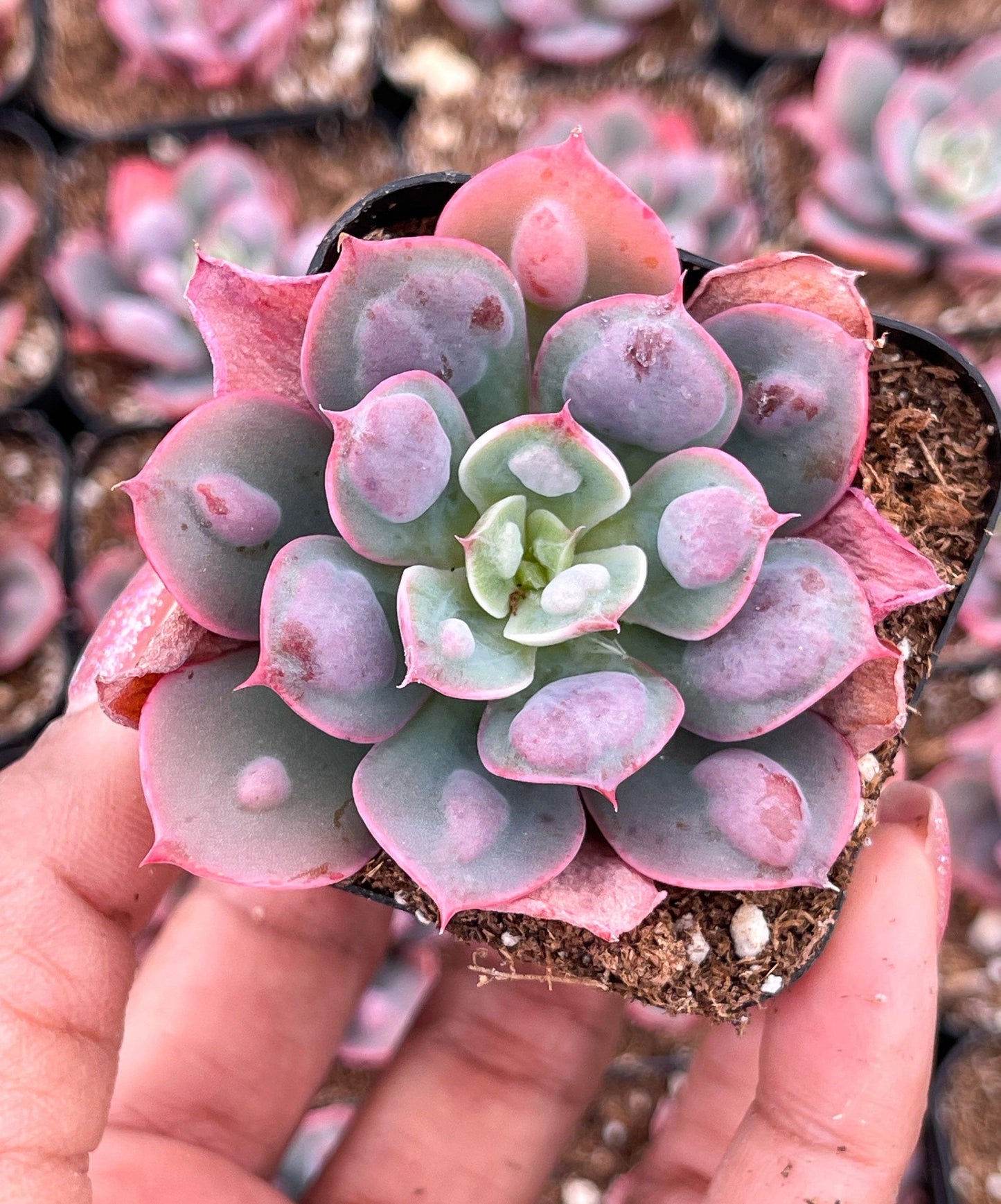 Echeveria Raindrops | Echeveria succulent | Live Plant