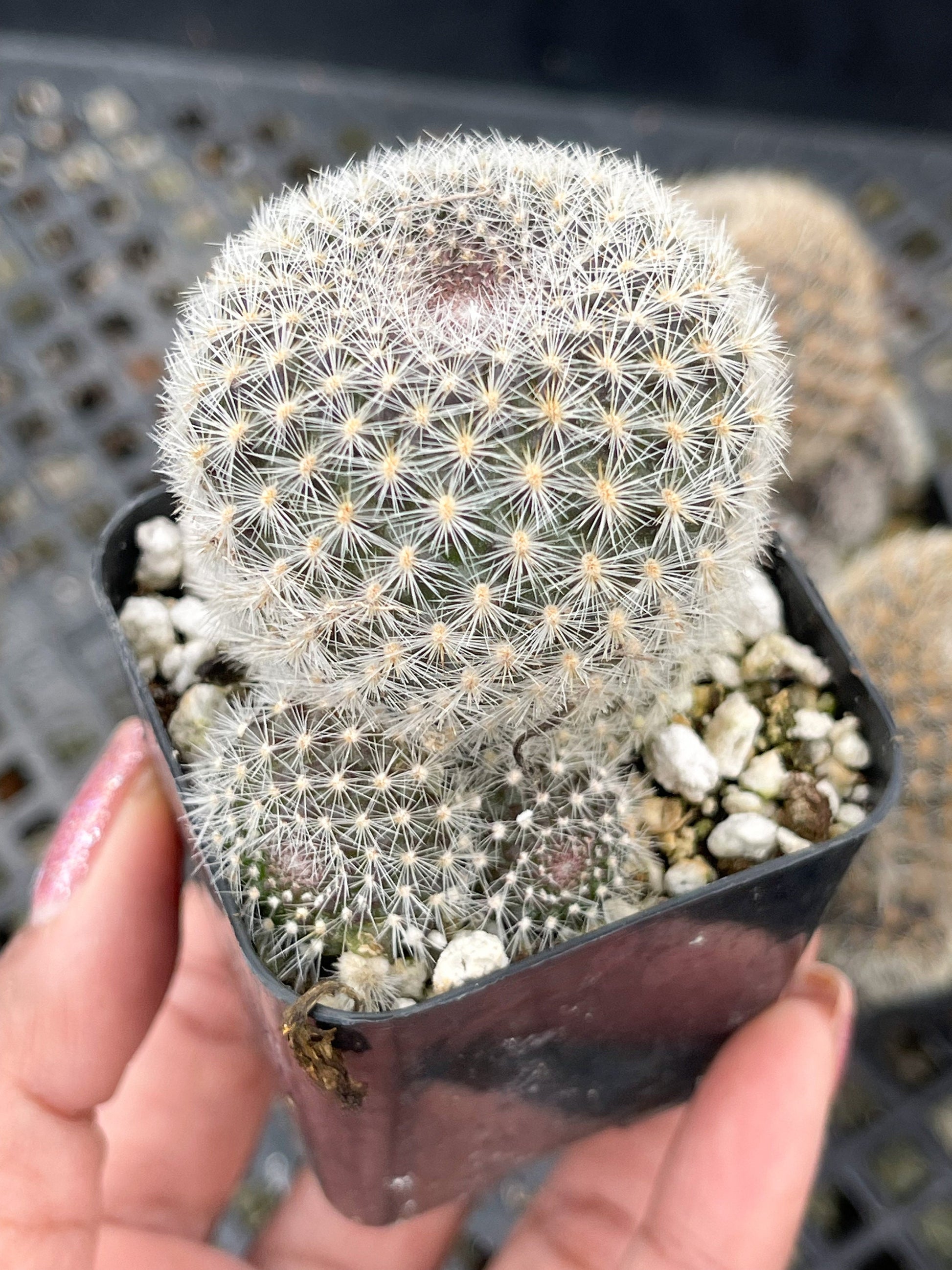 3.5”Rebutia Narvaecensis | Live Cactus