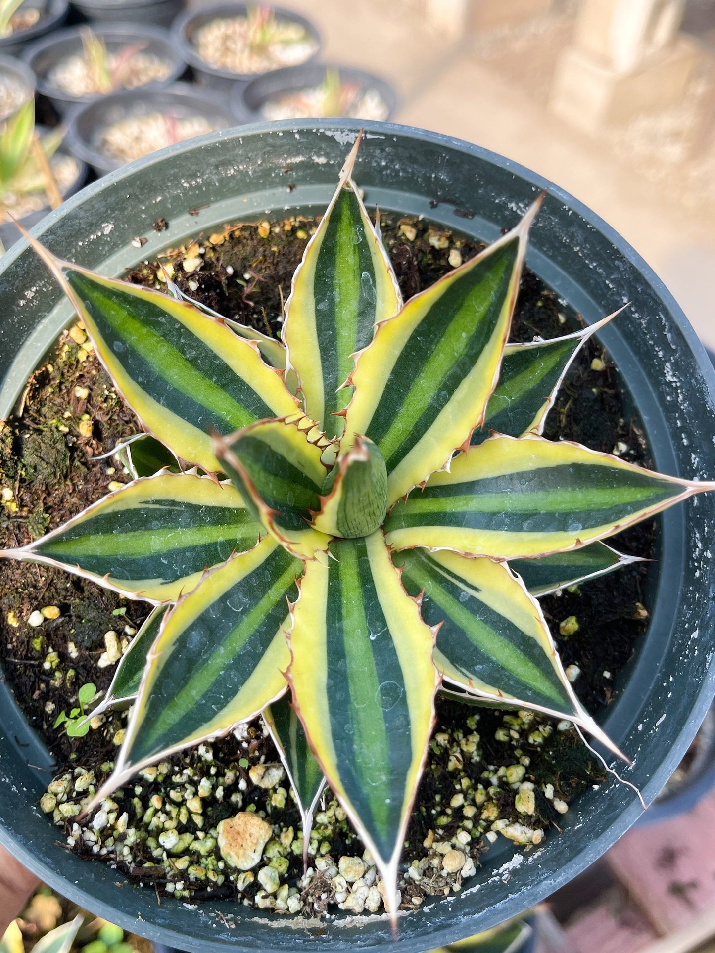 Agave lophanta quadricolor | Liveplants | Rare Plant | Mature Plant