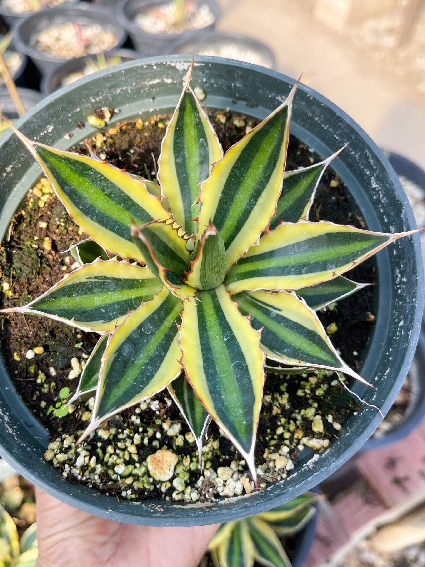 Agave lophanta quadricolor | Liveplants | Rare Plant | Mature Plant