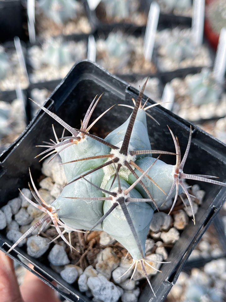 Echinocactus Ingens | Live Plant | Live Cactus