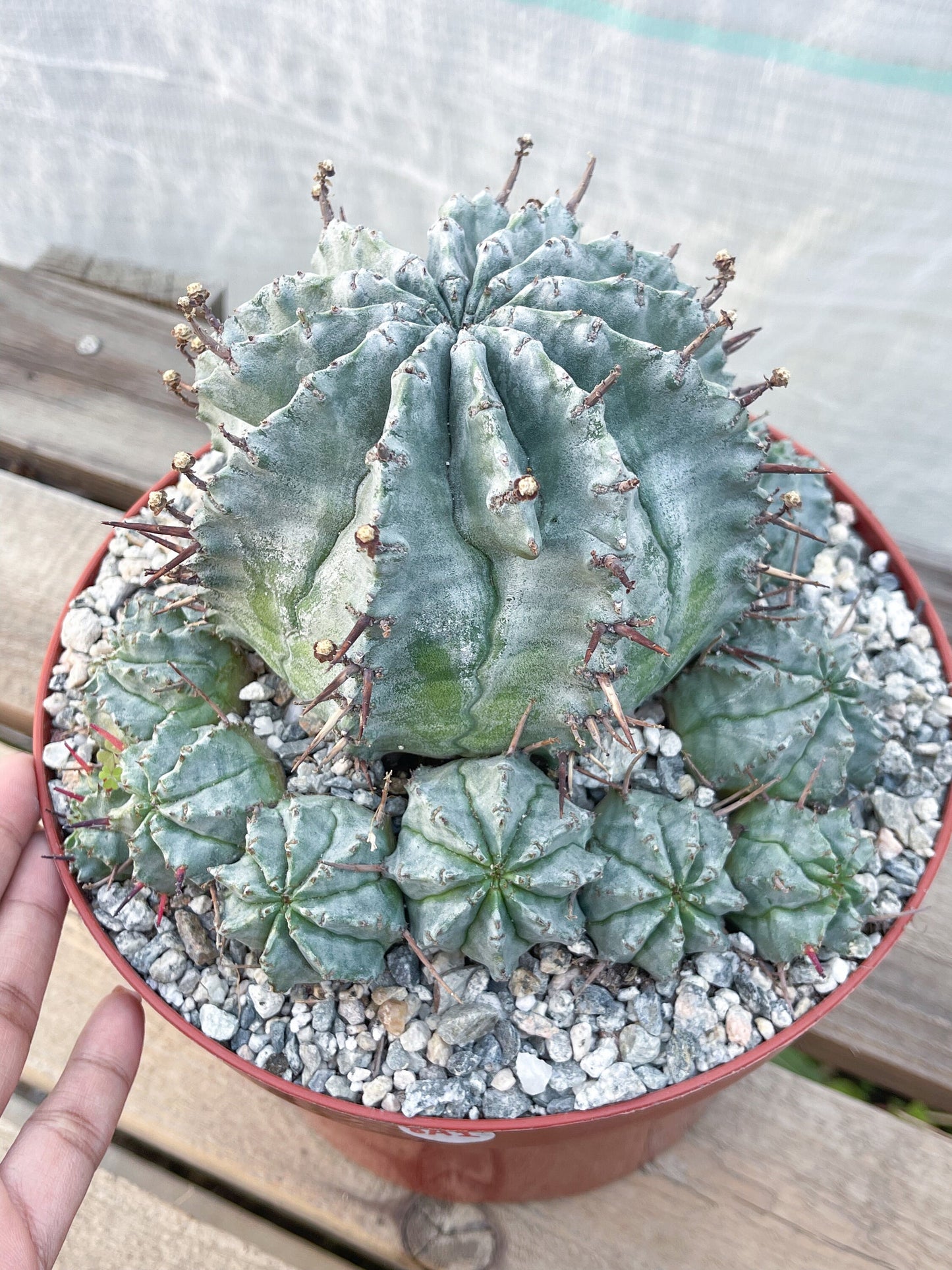 Large Euphobia Horrida | Rare Cactus | Live Plant