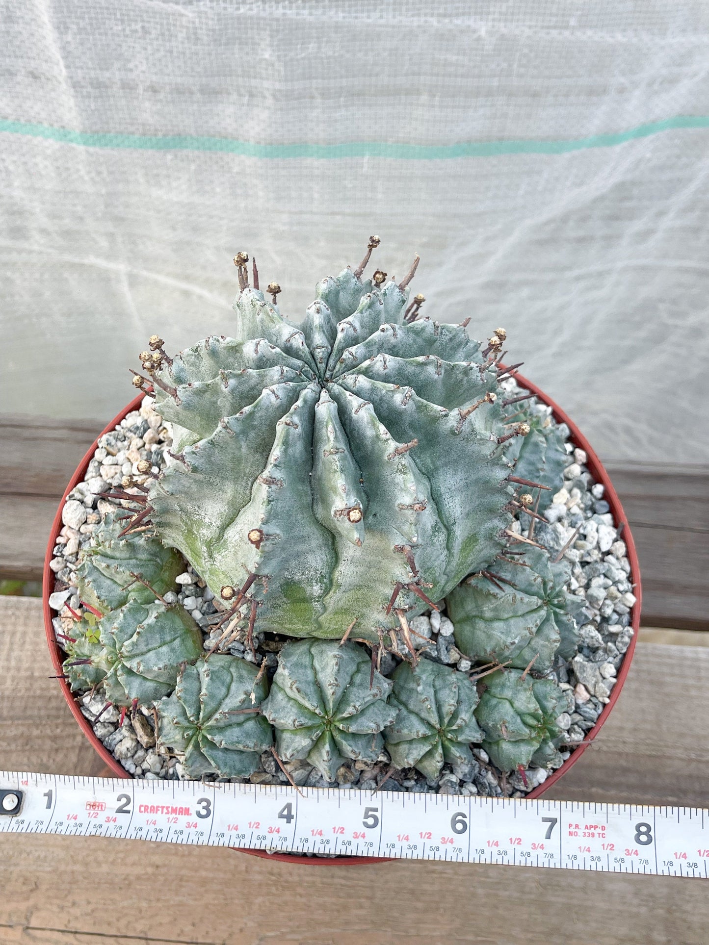 Large Euphobia Horrida | Rare Cactus | Live Plant