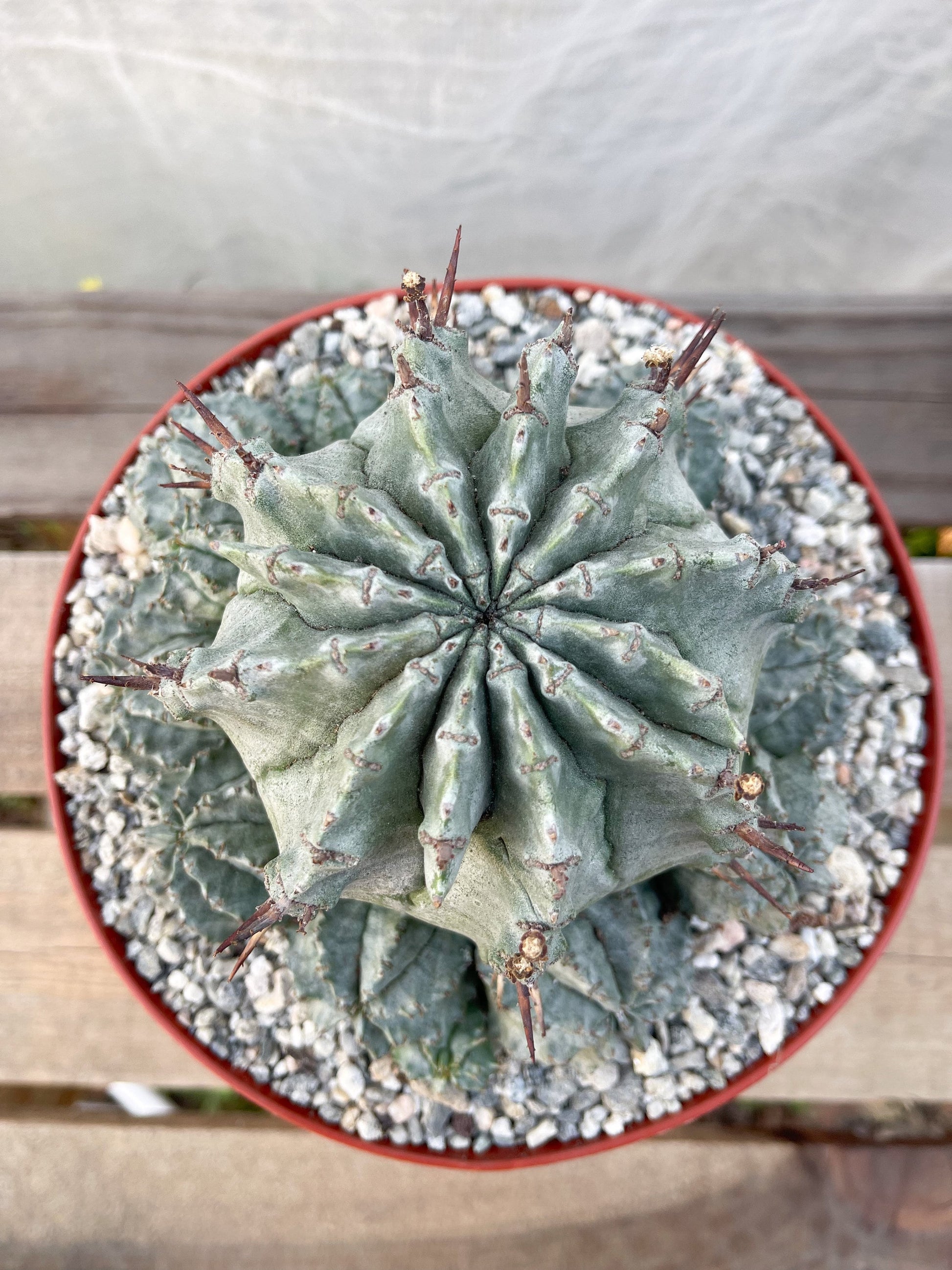 Large Euphobia Horrida | Rare Cactus | Live Plant