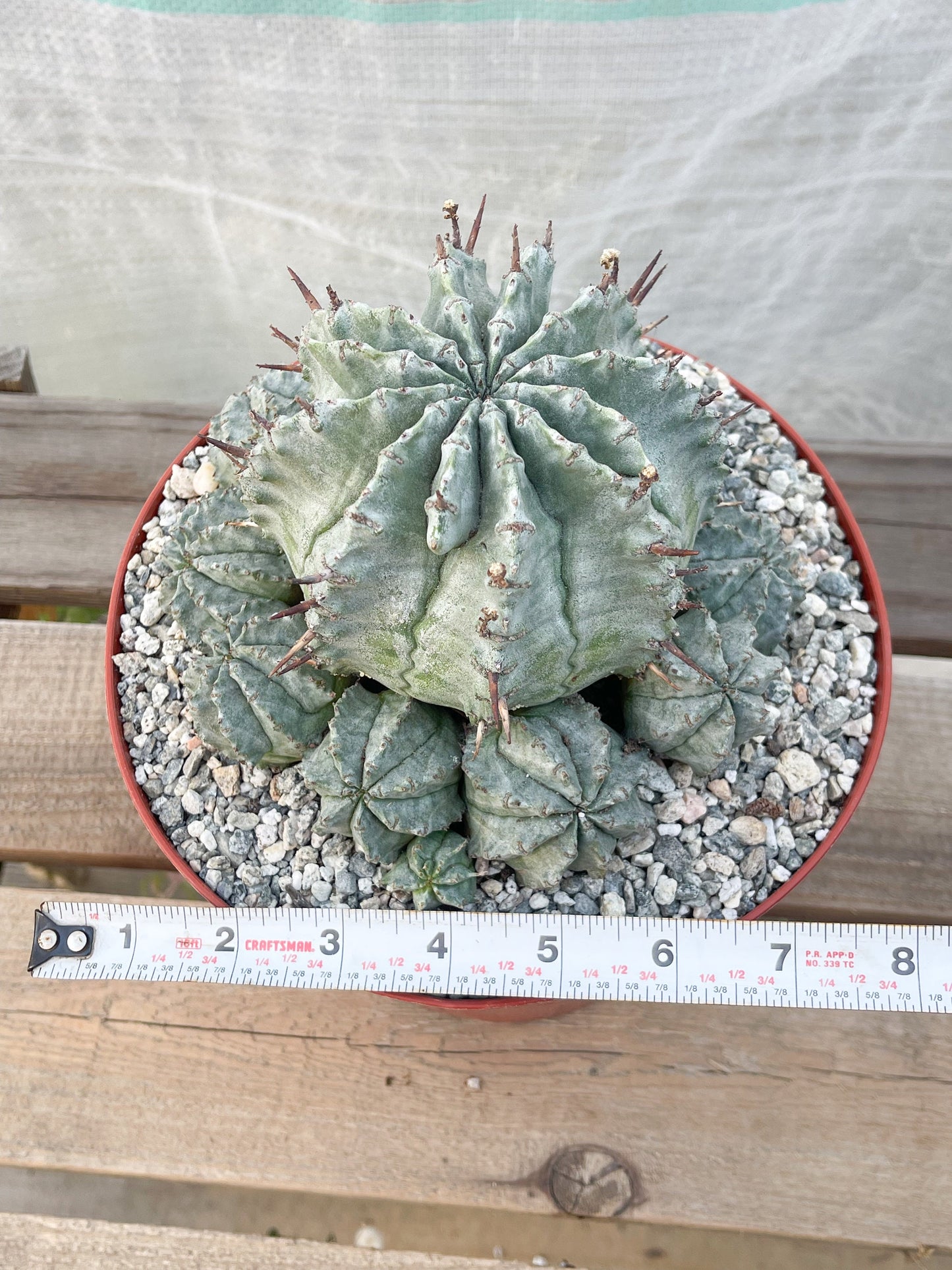 Large Euphobia Horrida | Rare Cactus | Live Plant