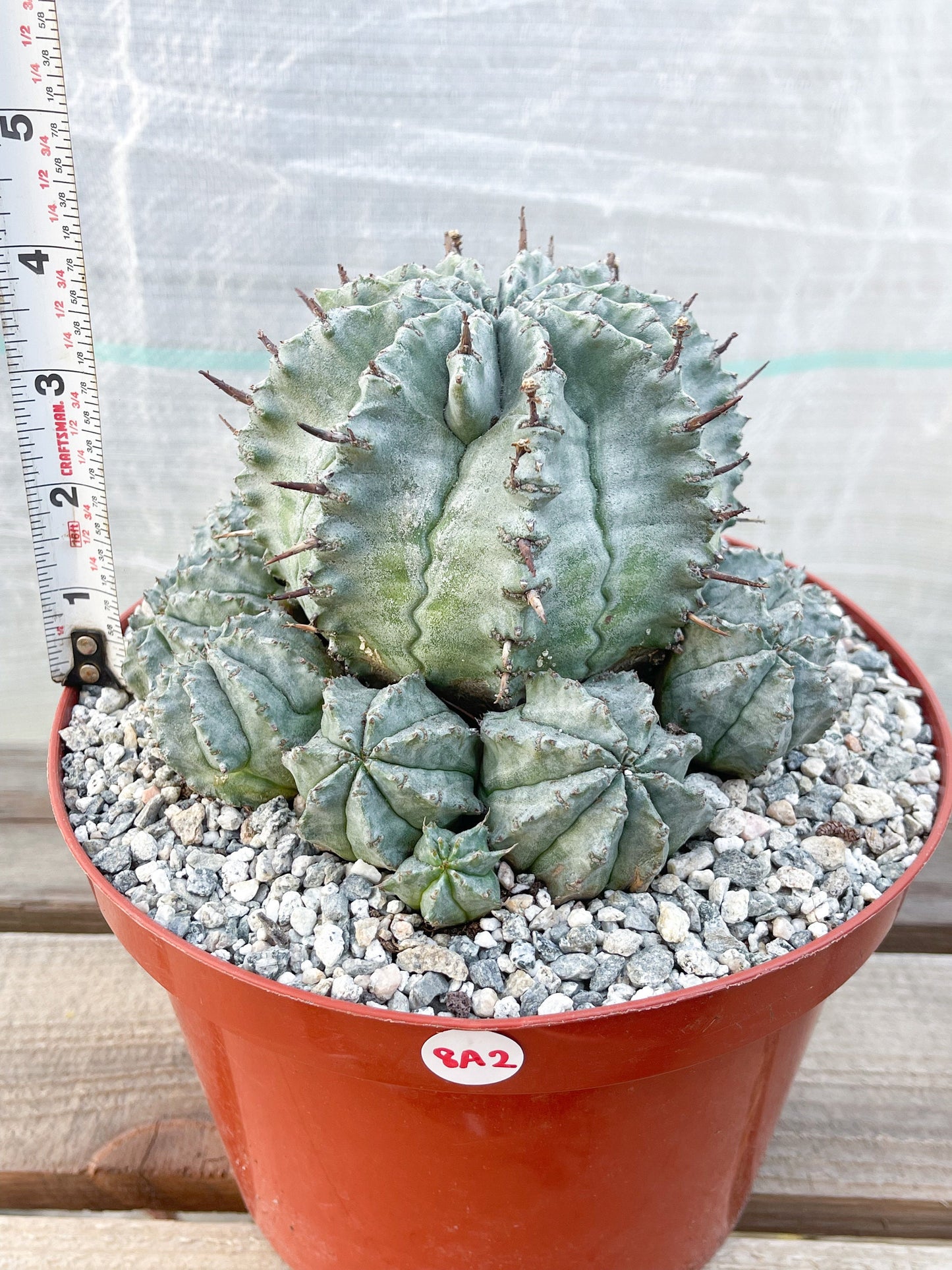 Large Euphobia Horrida | Rare Cactus | Live Plant