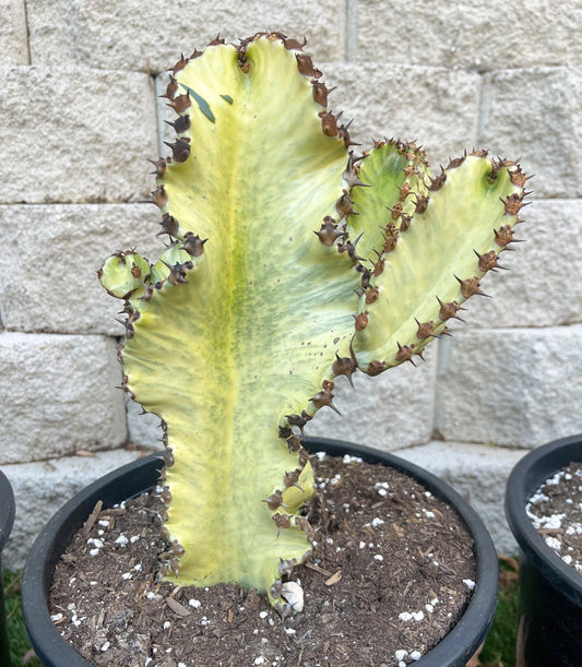 Large Euphobia Ammak with arms | African Candelabra Euphorbia | Live Cactus