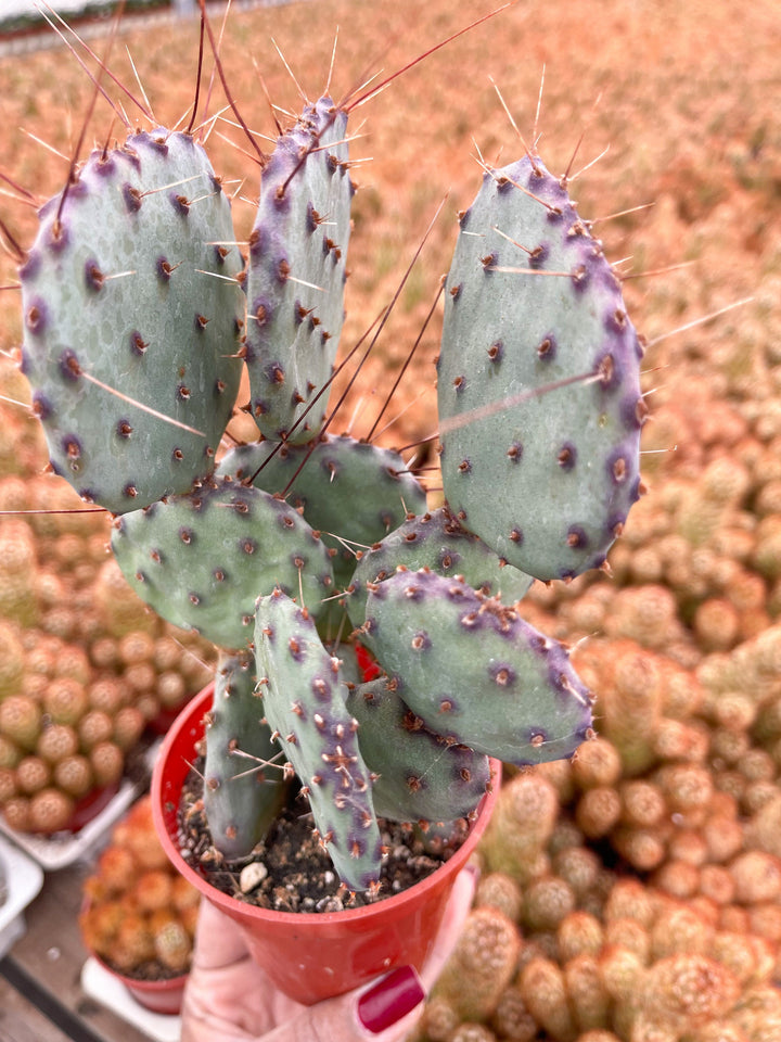 Opuntia “baby rita” | prickly pear cactus | Santa Rita Prickly Pear Cactus | Purple Cactus