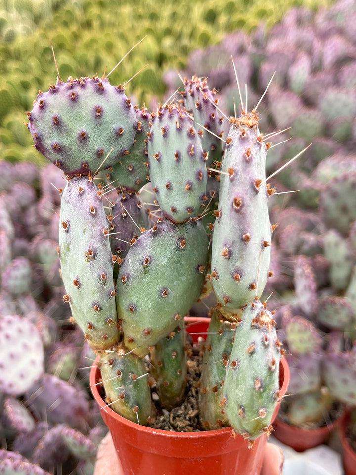 Opuntia “baby rita” | prickly pear cactus | Santa Rita Prickly Pear Cactus | Purple Cactus