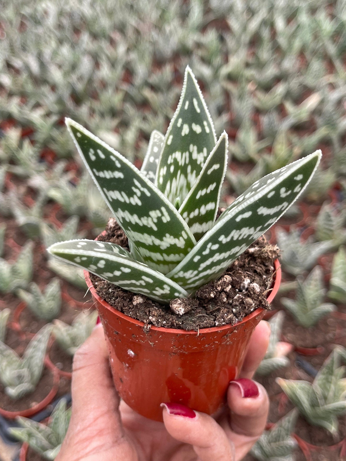 Tiger Aloe | Aloe variegata | Live Plant