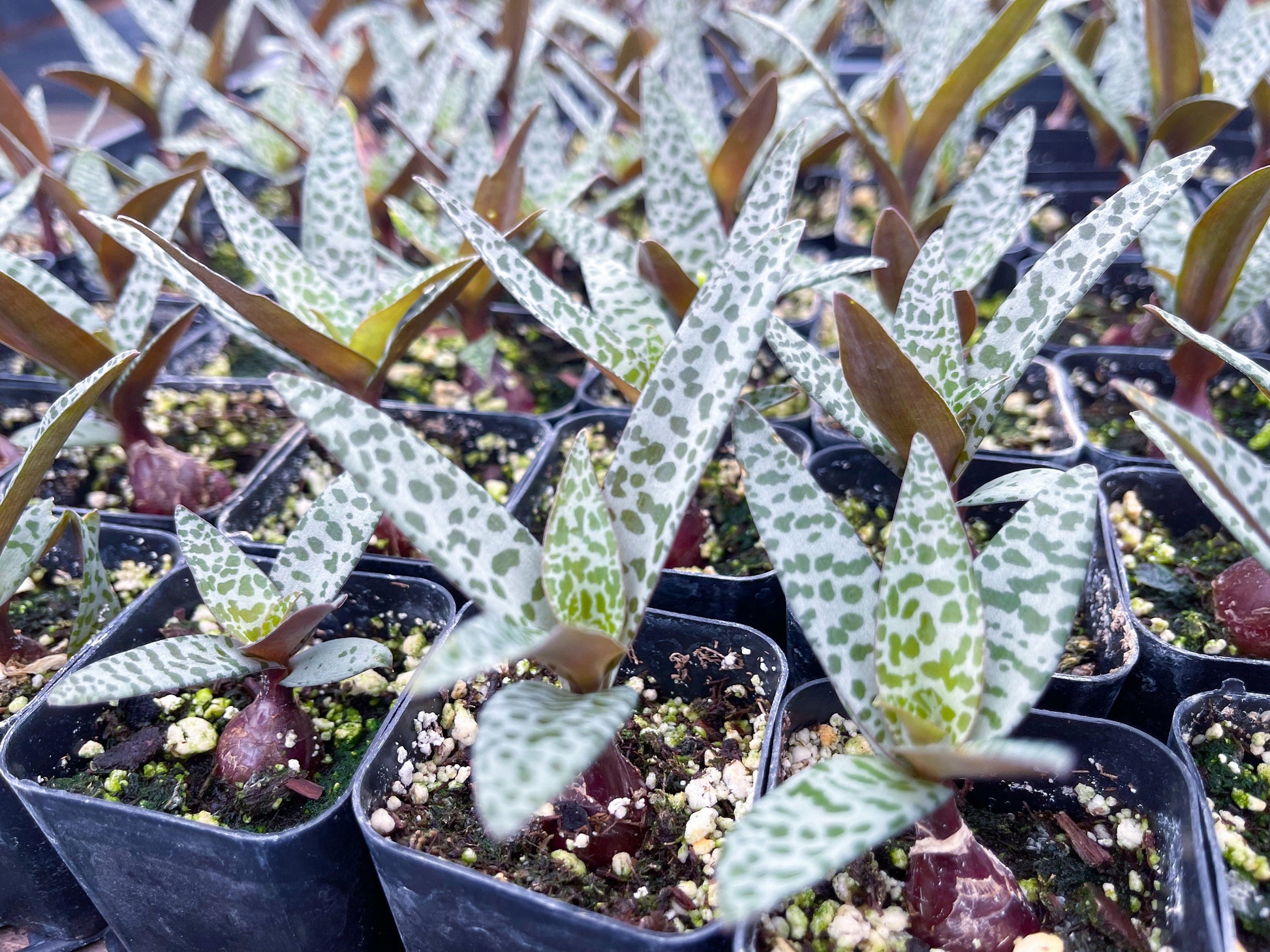 Ledebouria socialis | Silver Squill | Live Plant