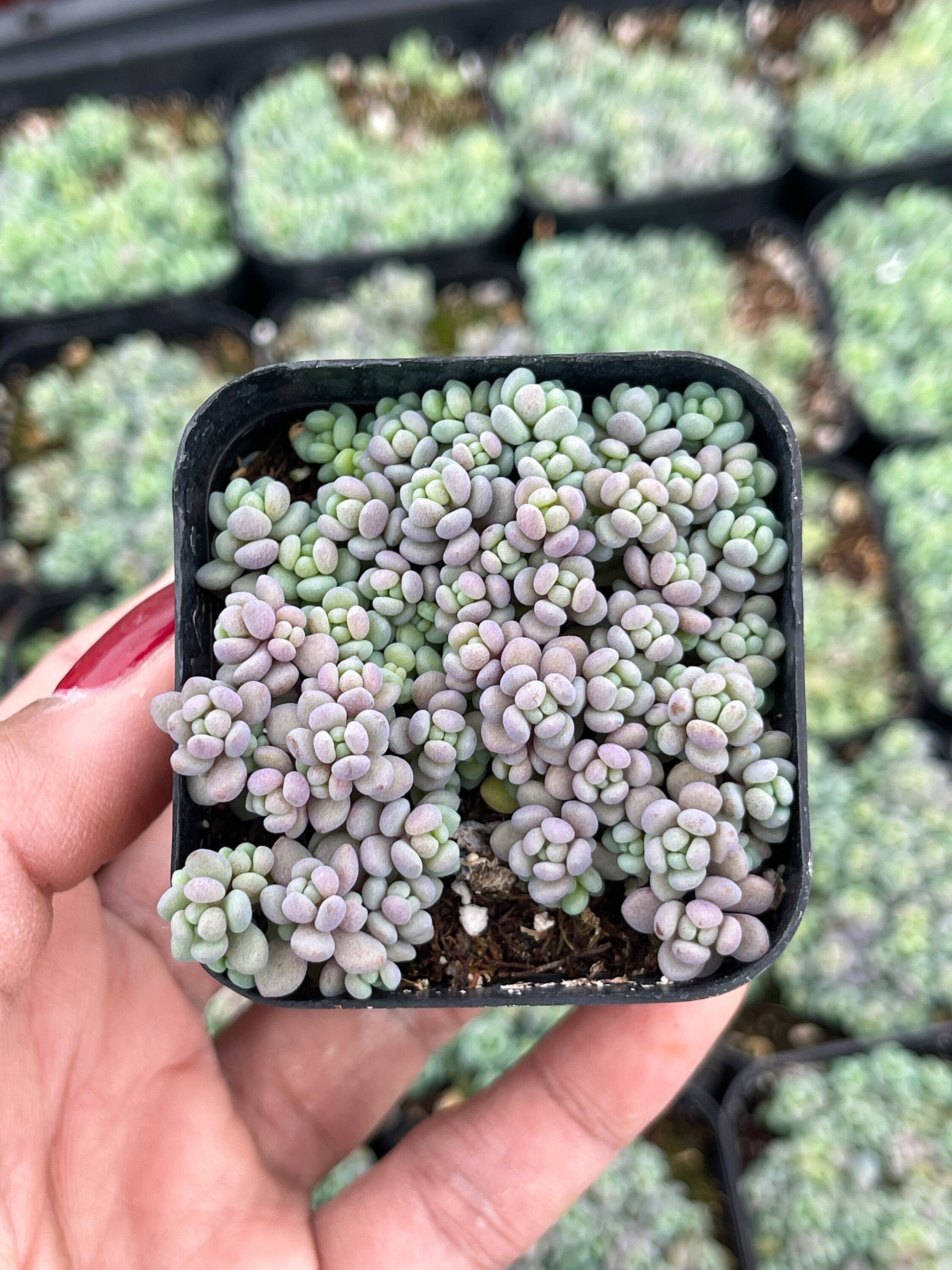 Sedum Dasyphyllum Minor | Corsican Stonecrop | Blue Tears Sedum