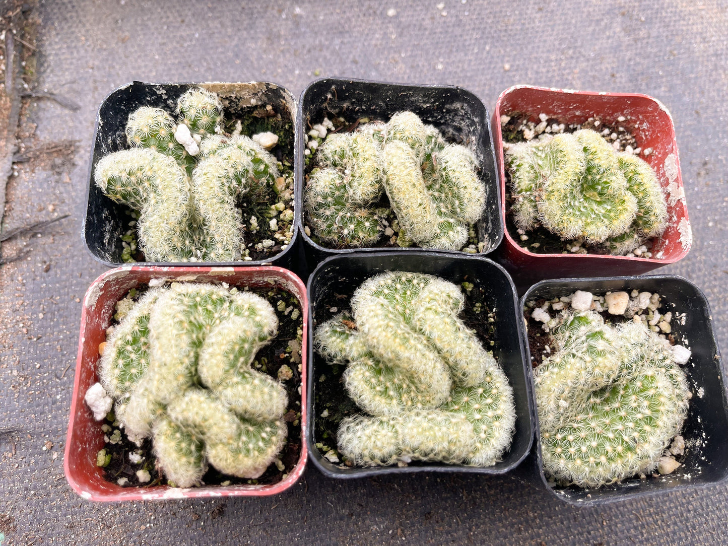 Brain Cactus | Mammillaria Cristata Brain Cactus | Crested cactus | Live Plant