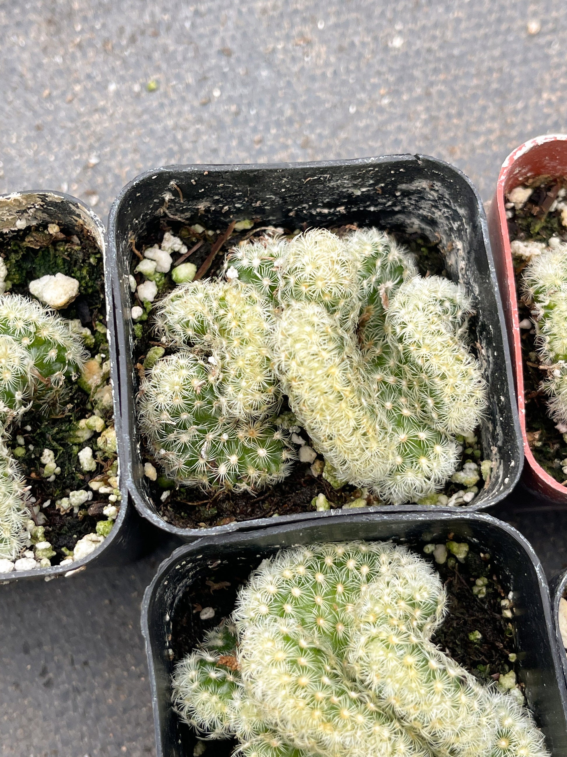 Brain Cactus | Mammillaria Cristata Brain Cactus | Crested cactus | Live Plant