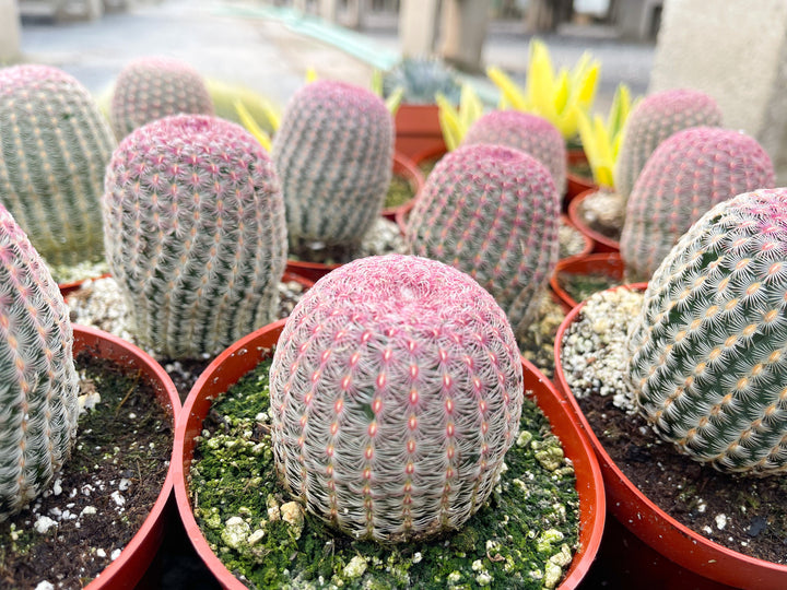 Rainbow Cactus | Rare Cactus | Echinocereus rigidissimus