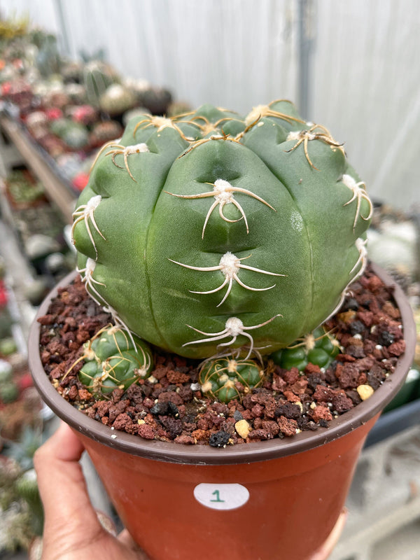 Gymnocalycium denudatum var. brasiliense | Rare Cactus