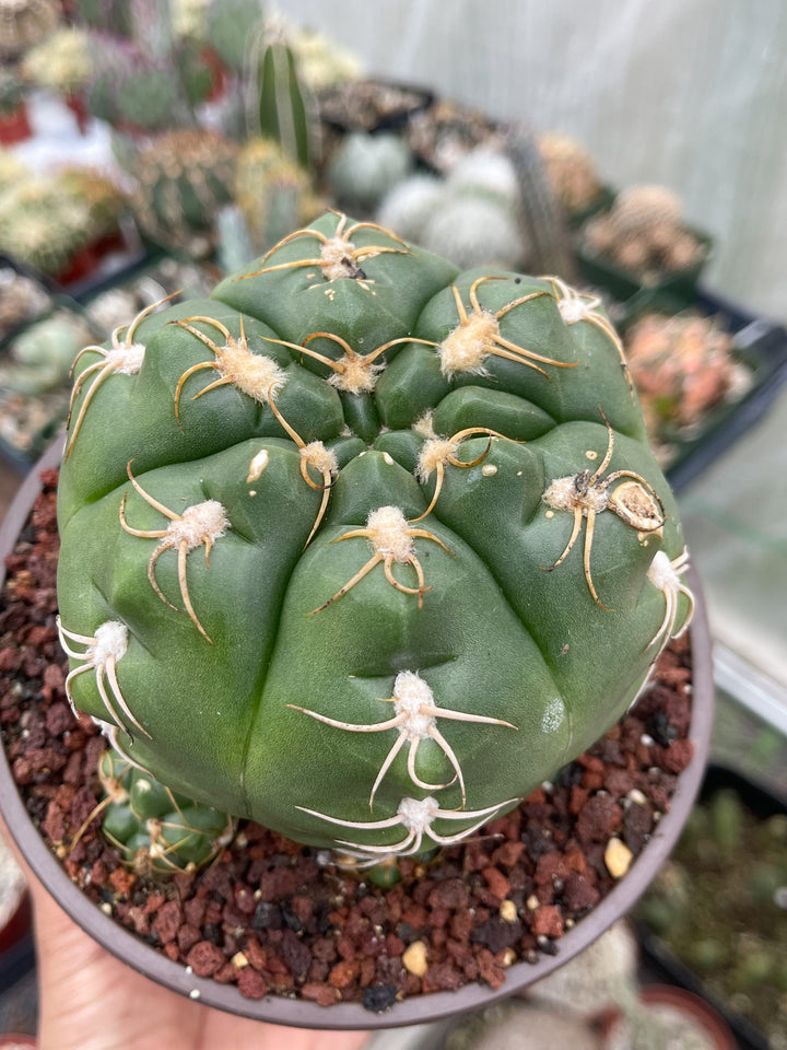 Gymnocalycium denudatum var. brasiliense | Rare Cactus