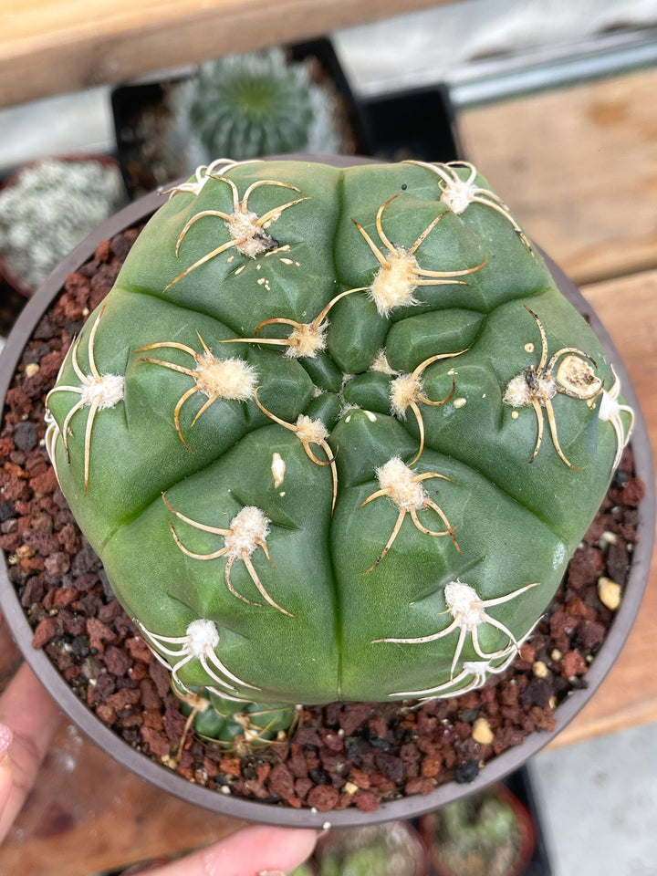 Gymnocalycium denudatum var. brasiliense | Rare Cactus