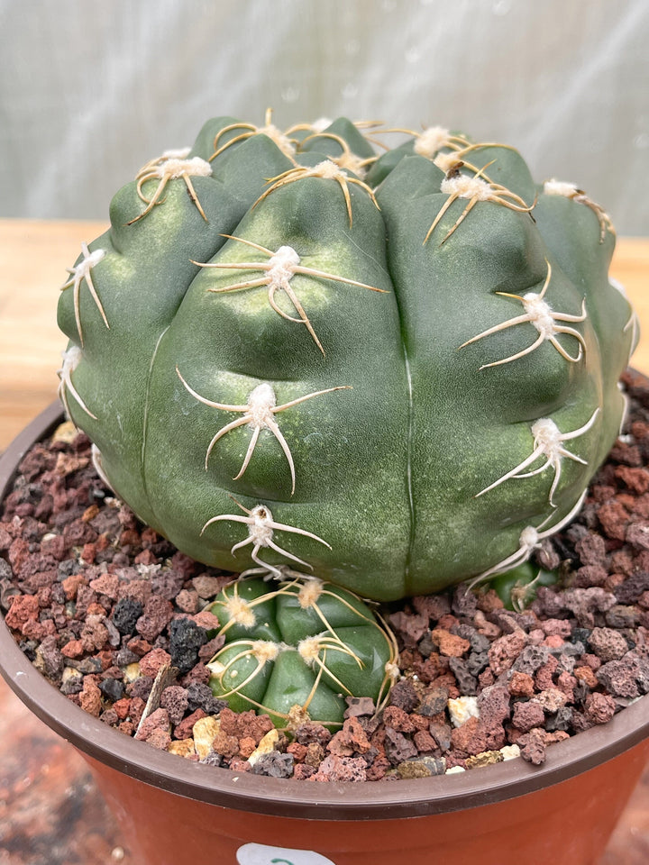 Gymnocalycium denudatum var. brasiliense | Rare Cactus