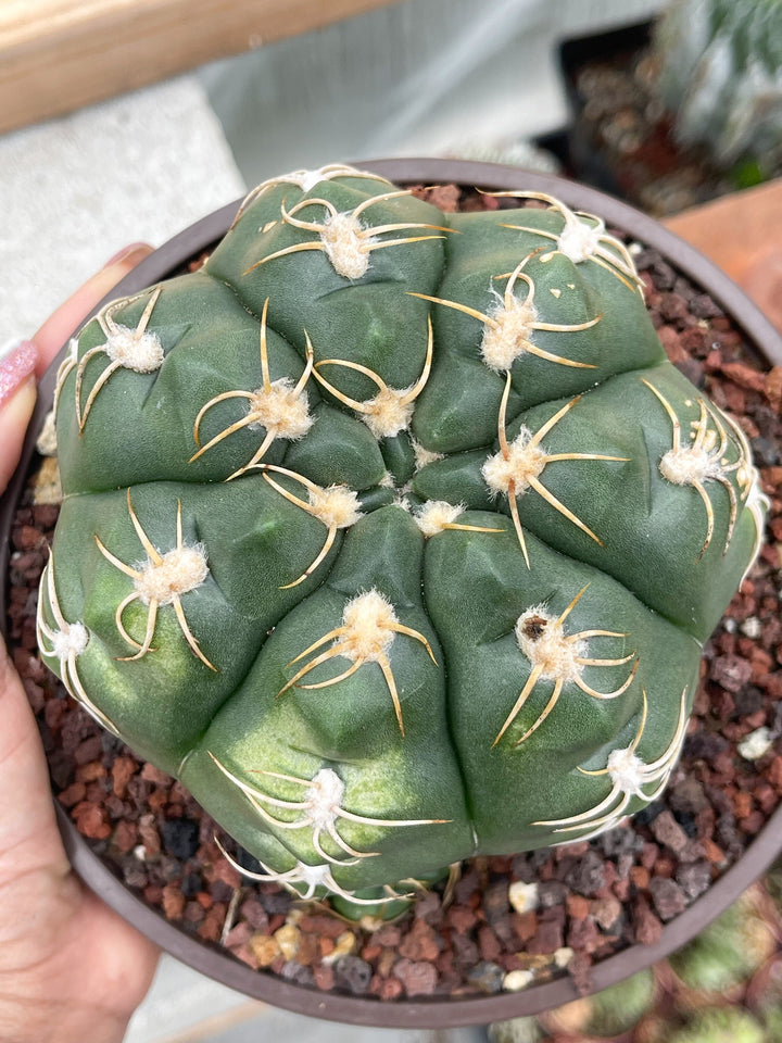 Gymnocalycium denudatum var. brasiliense | Rare Cactus